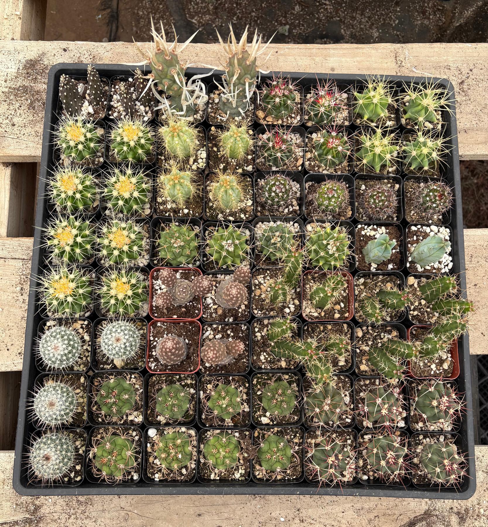 cactus.lu online shop Super Special Bargain 64 Succulent or Cactus Tray Shipped for $99