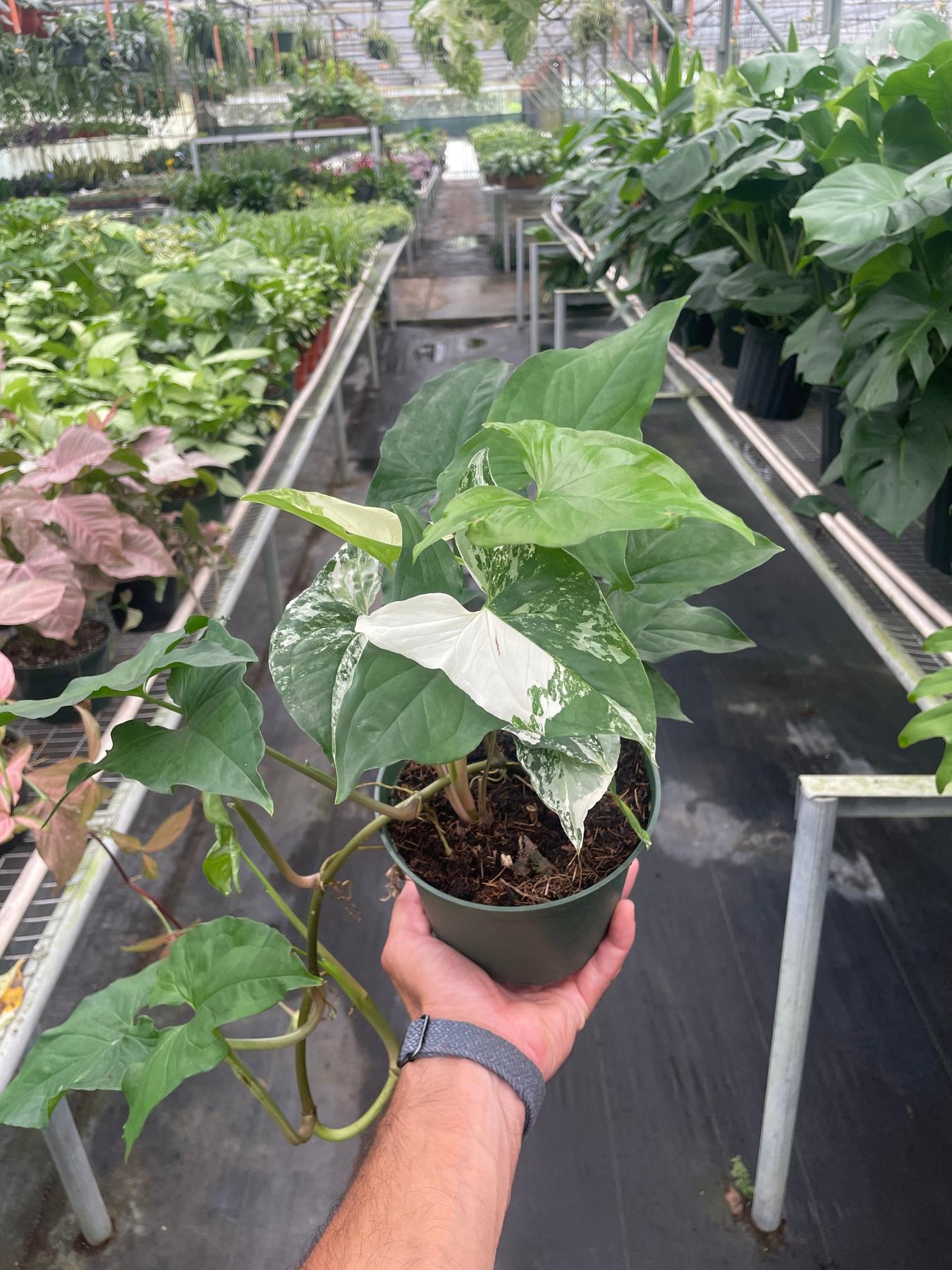 Syngonium 'Albo'-The Succulent Source