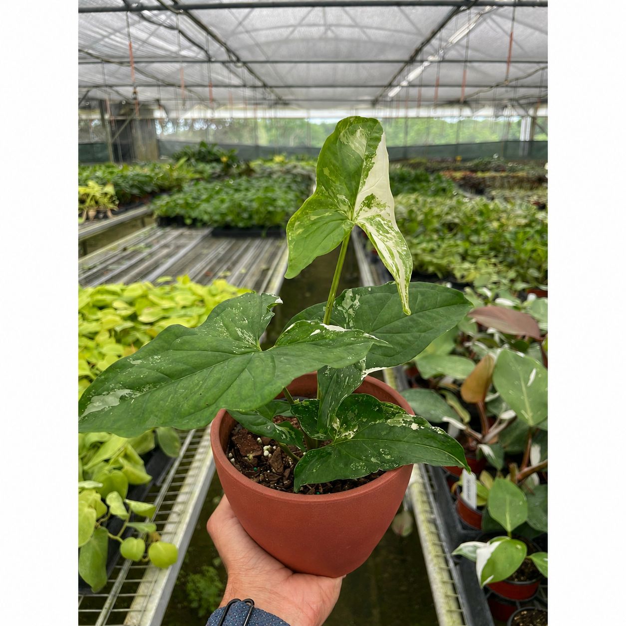 Syngonium 'Albo Variegata'-The Succulent Source