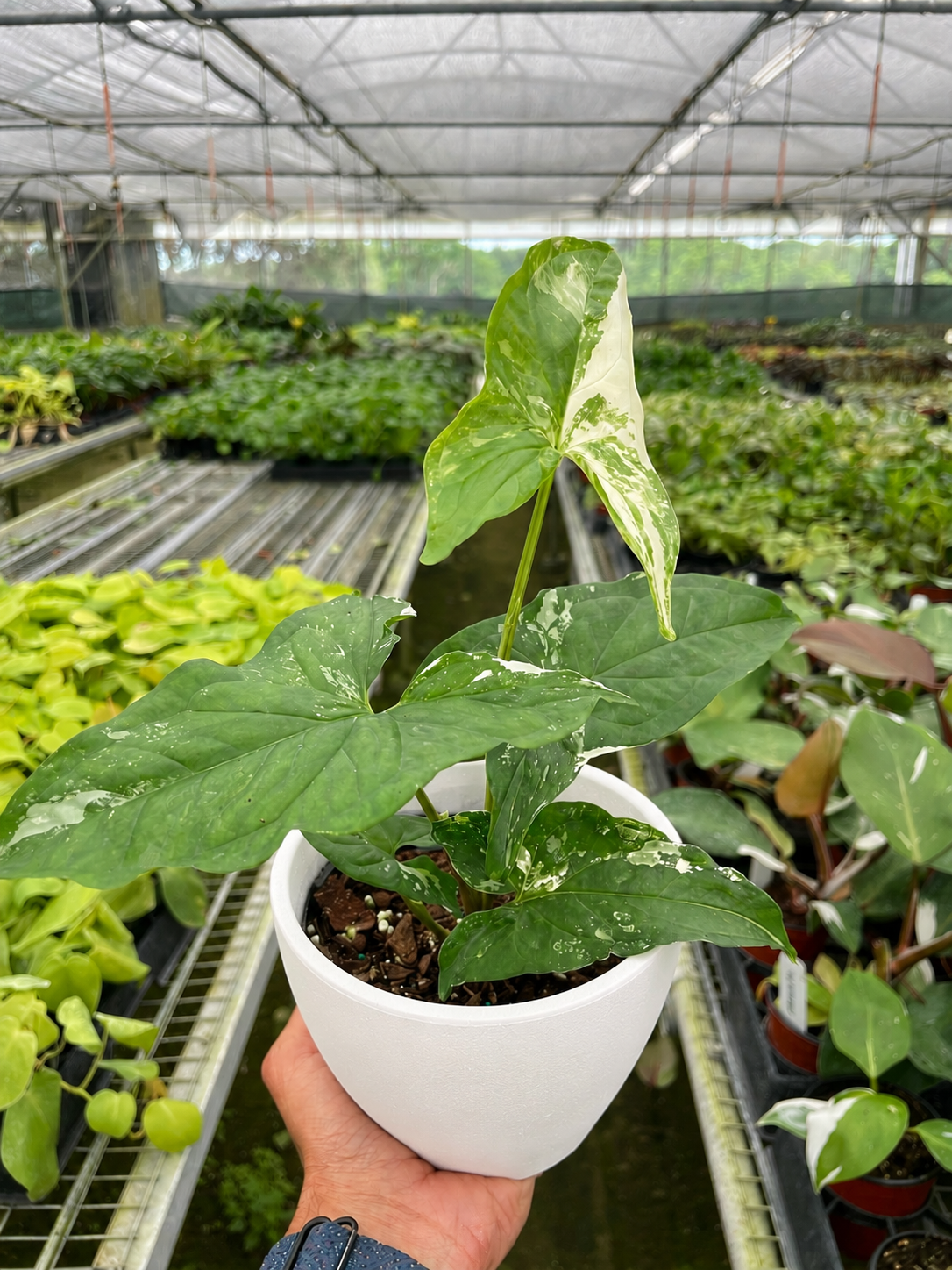 Syngonium 'Albo Variegata'-The Succulent Source
