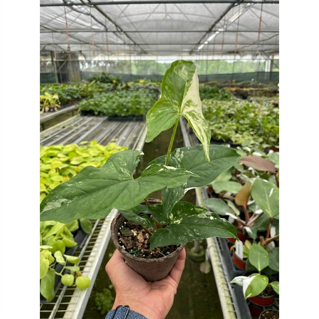 Syngonium 'Albo Variegata'-The Succulent Source