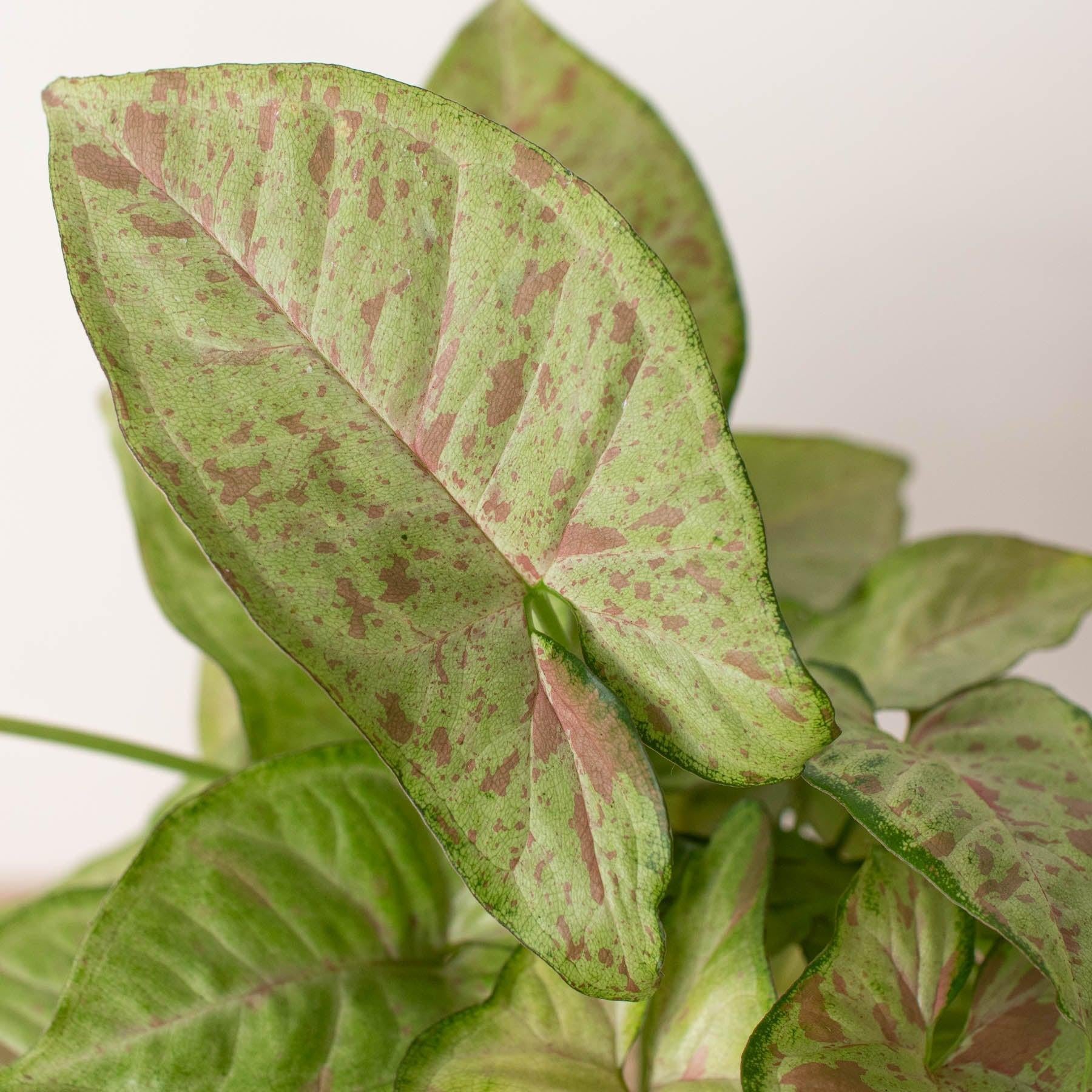 Syngonium 'Confetti'-The Succulent Source