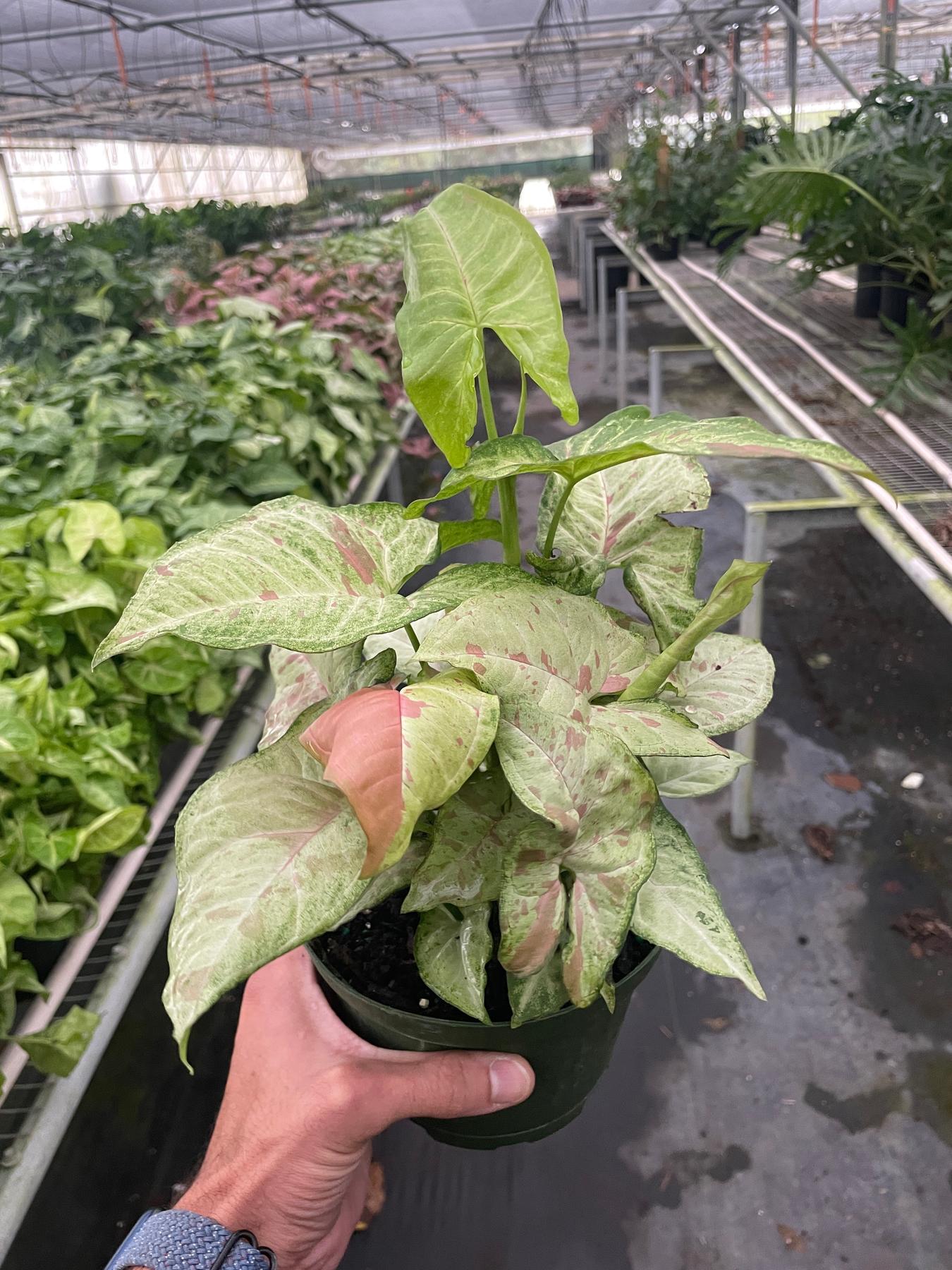 Syngonium 'Confetti'-The Succulent Source