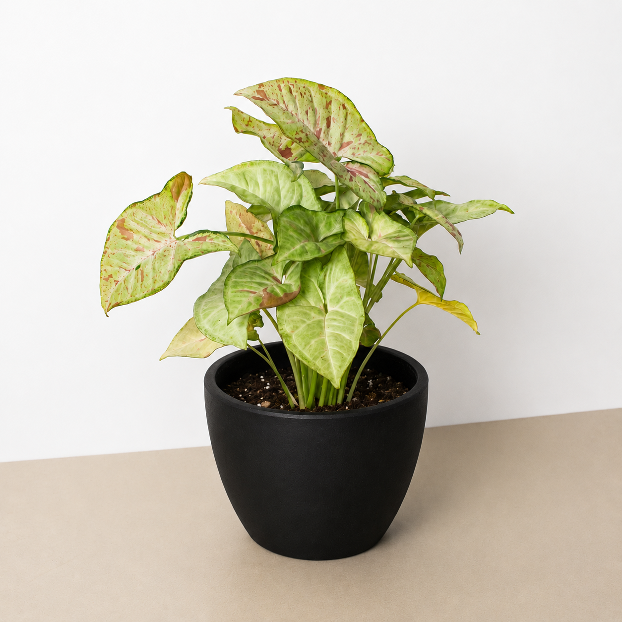 Syngonium 'Confetti'-The Succulent Source