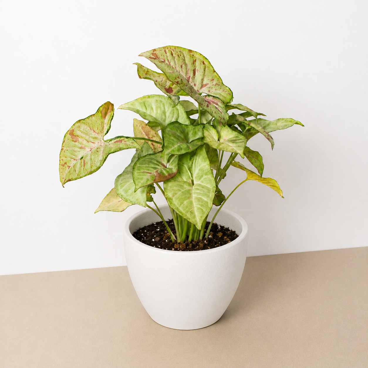 Syngonium 'Confetti'-The Succulent Source