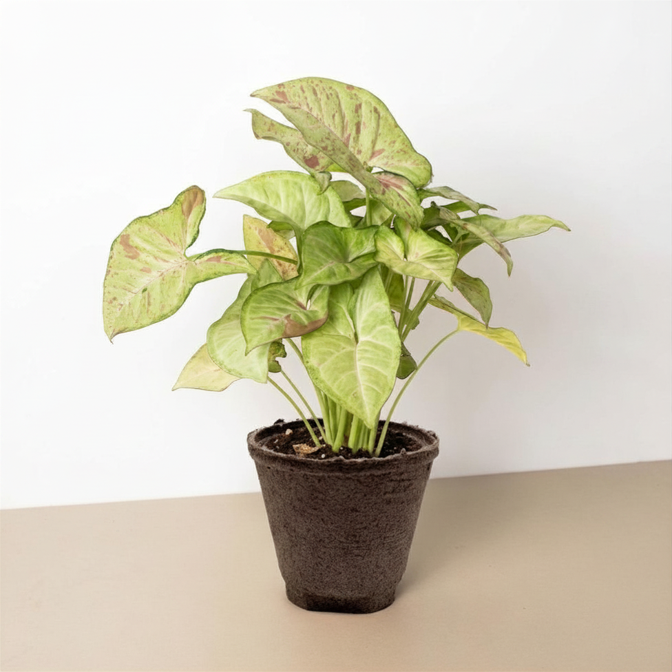 Syngonium 'Confetti'-The Succulent Source