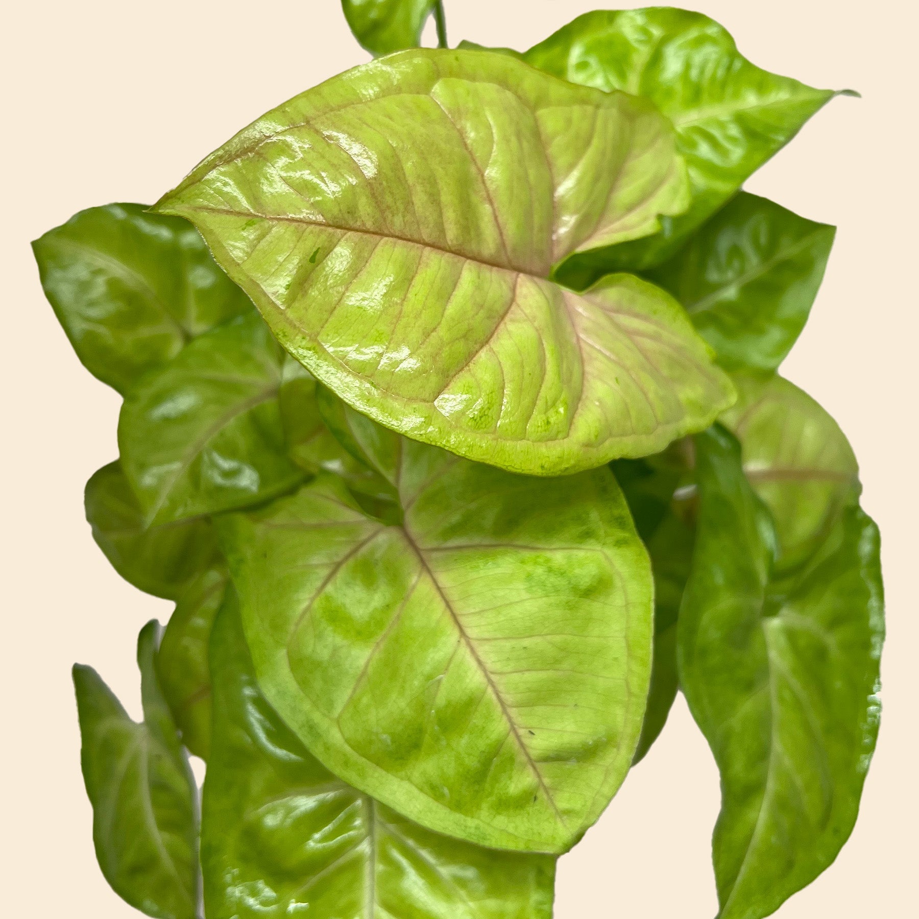 Syngonium Cream Allusion-Indoor Plants-The Succulent Source