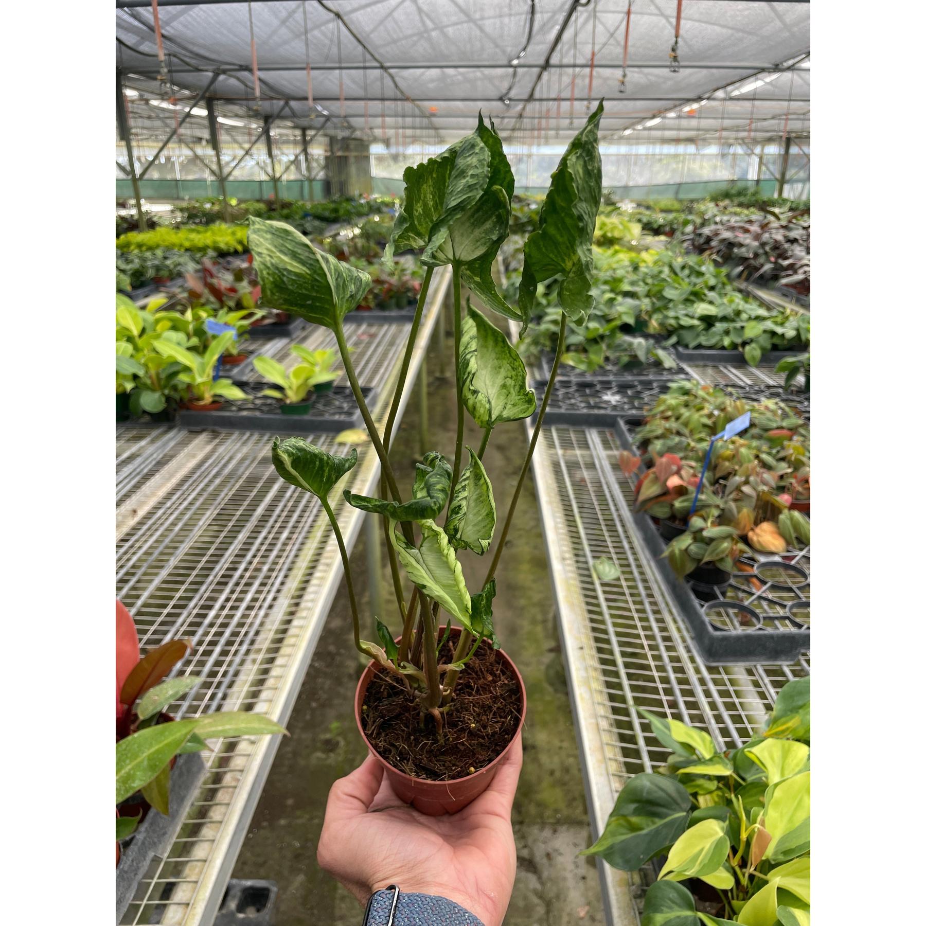 Syngonium 'Godzilla'-The Succulent Source