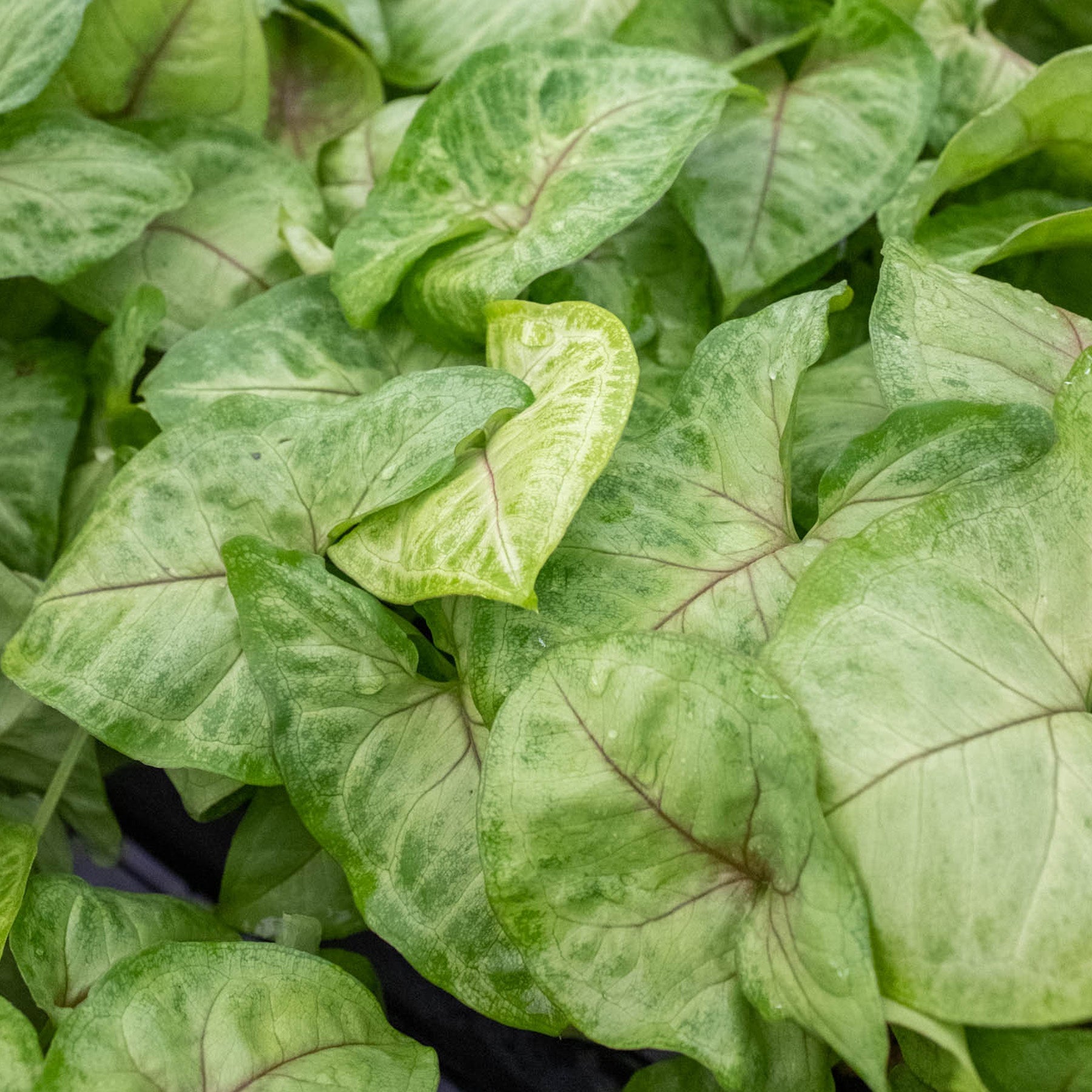 Syngonium 'Gold'-Indoor Plants-The Succulent Source