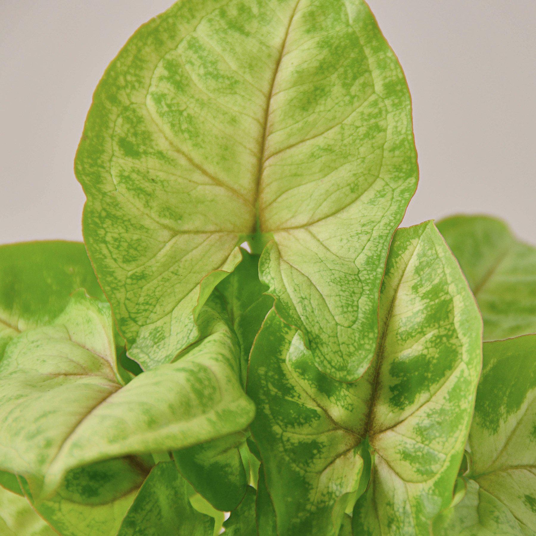 Syngonium 'Gold'-Indoor Plants-The Succulent Source