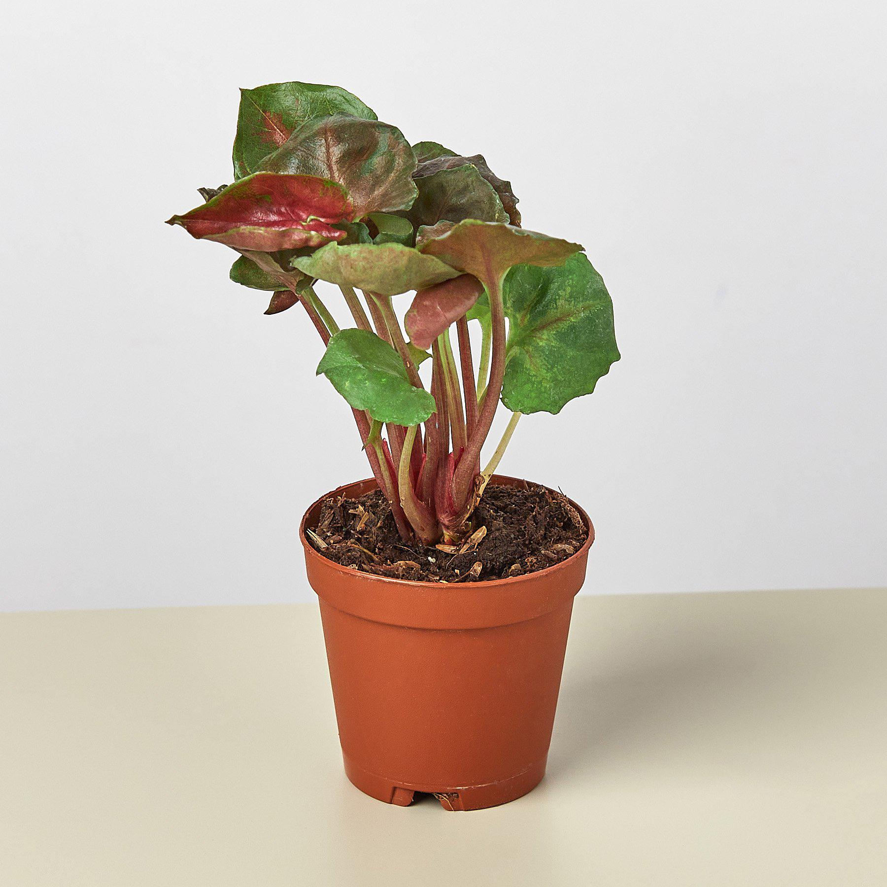 Syngonium 'Merry'-Indoor Plants-The Succulent Source