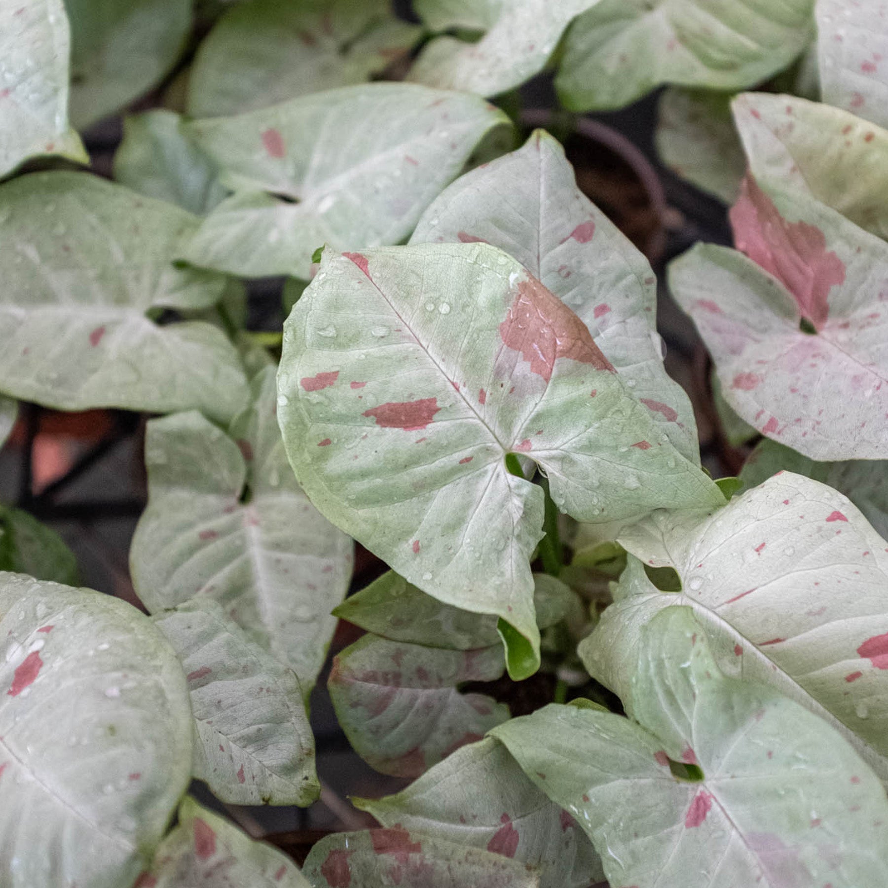Syngonium 'Milk Confetti'-Indoor Plants-The Succulent Source