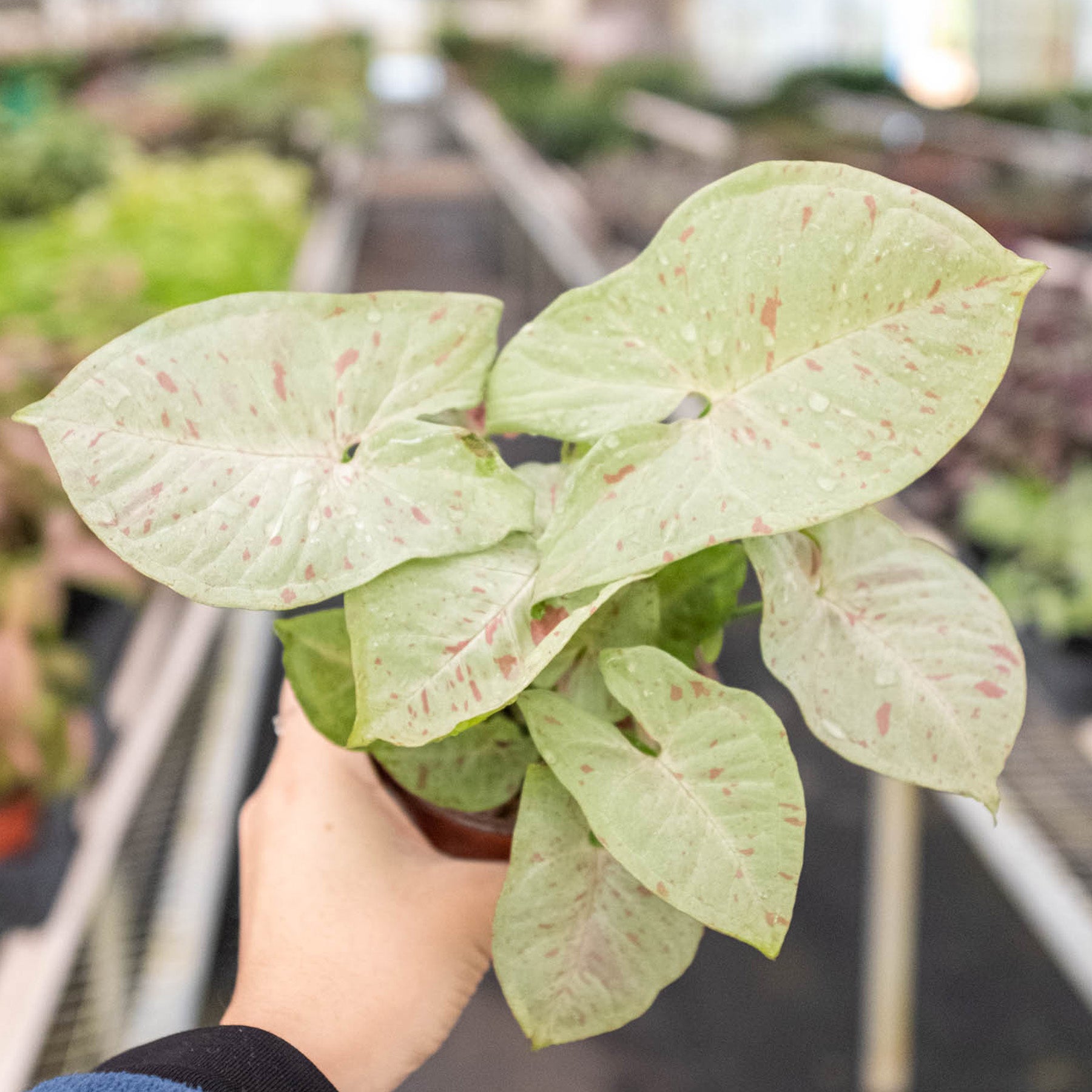 Syngonium 'Milk Confetti'-Indoor Plants-The Succulent Source