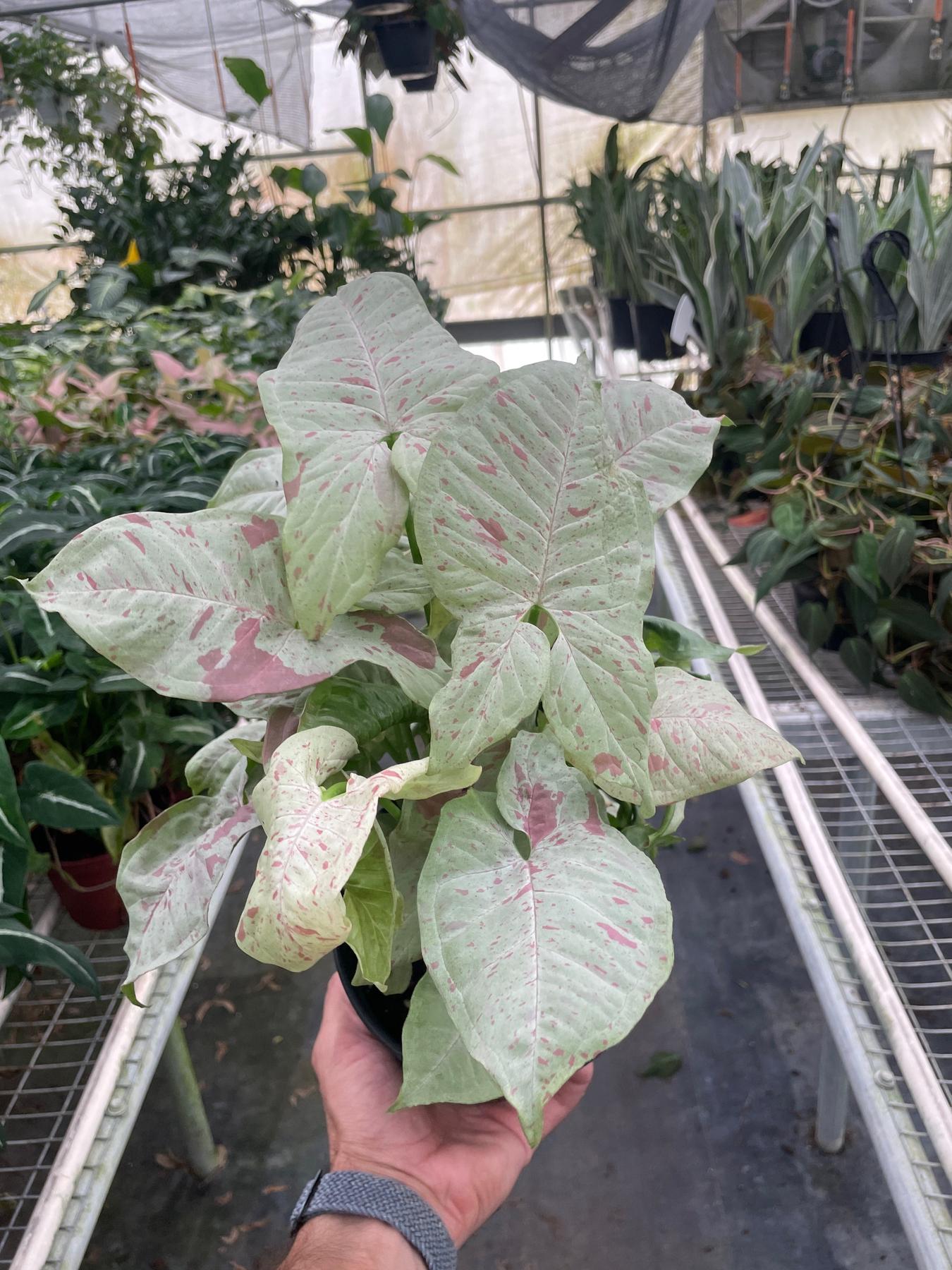 Syngonium 'Milk Confetti'-Indoor Plants-The Succulent Source