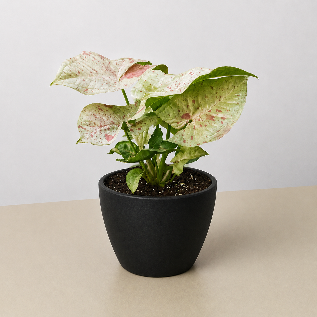 Syngonium 'Milk Confetti'-Indoor Plants-The Succulent Source