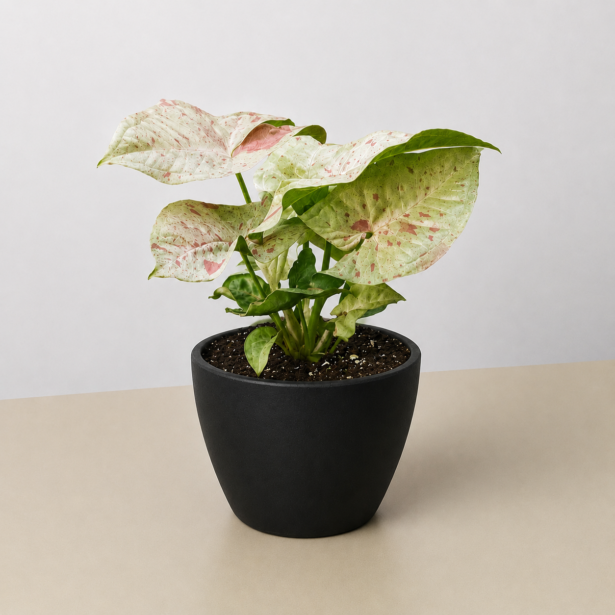 Syngonium 'Milk Confetti'-Indoor Plants-The Succulent Source