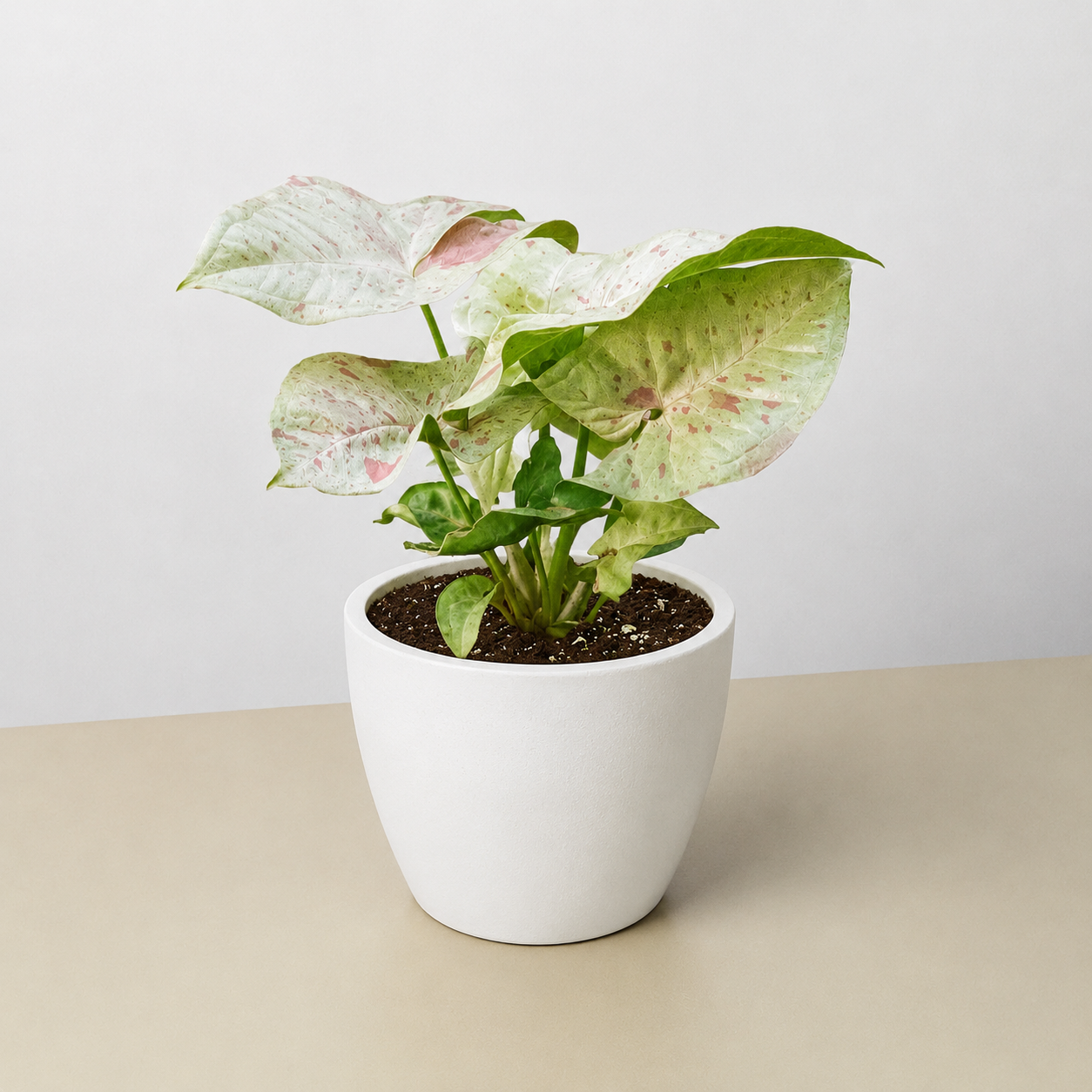 Syngonium 'Milk Confetti'-Indoor Plants-The Succulent Source