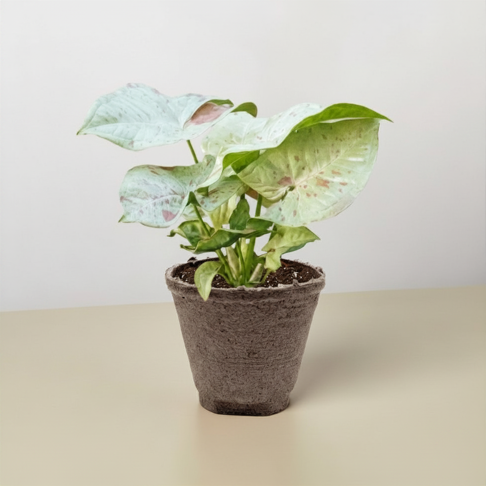 Syngonium 'Milk Confetti'-Indoor Plants-The Succulent Source
