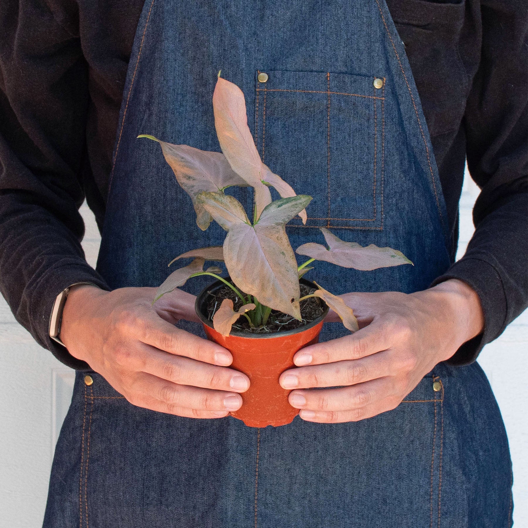 Syngonium 'Pink Splash' - 4" Pot-Indoor Plants-The Succulent Source
