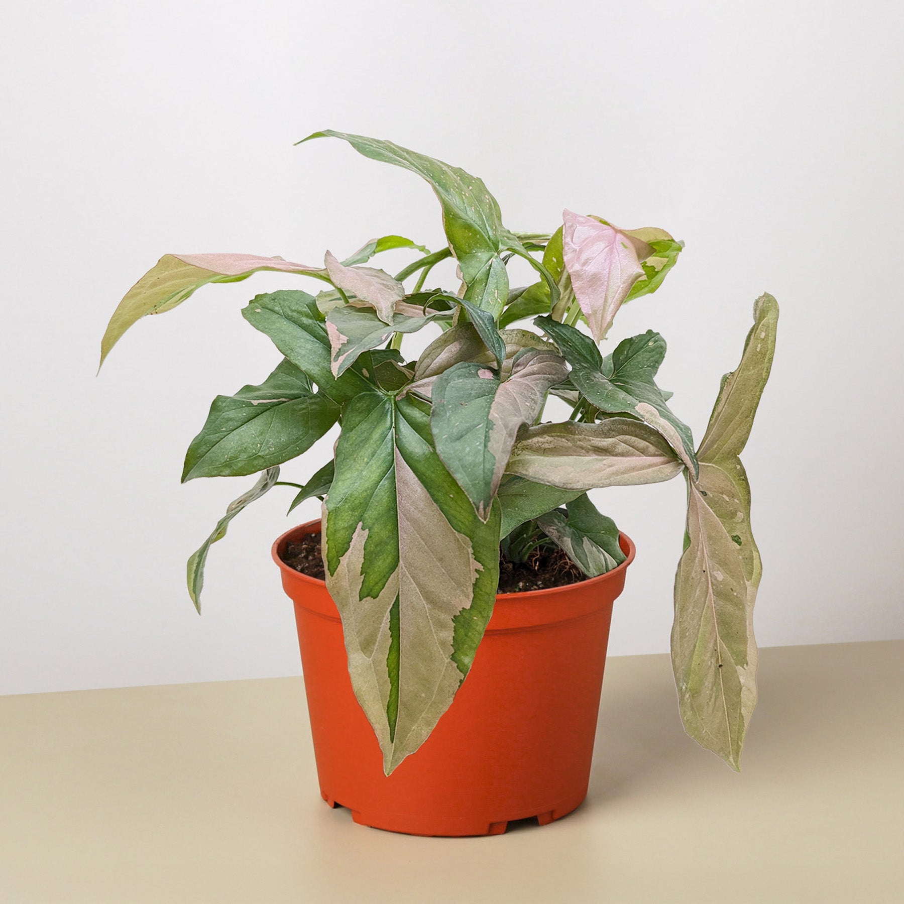 Syngonium 'Pink Splash' - 4" Pot-Indoor Plants-The Succulent Source