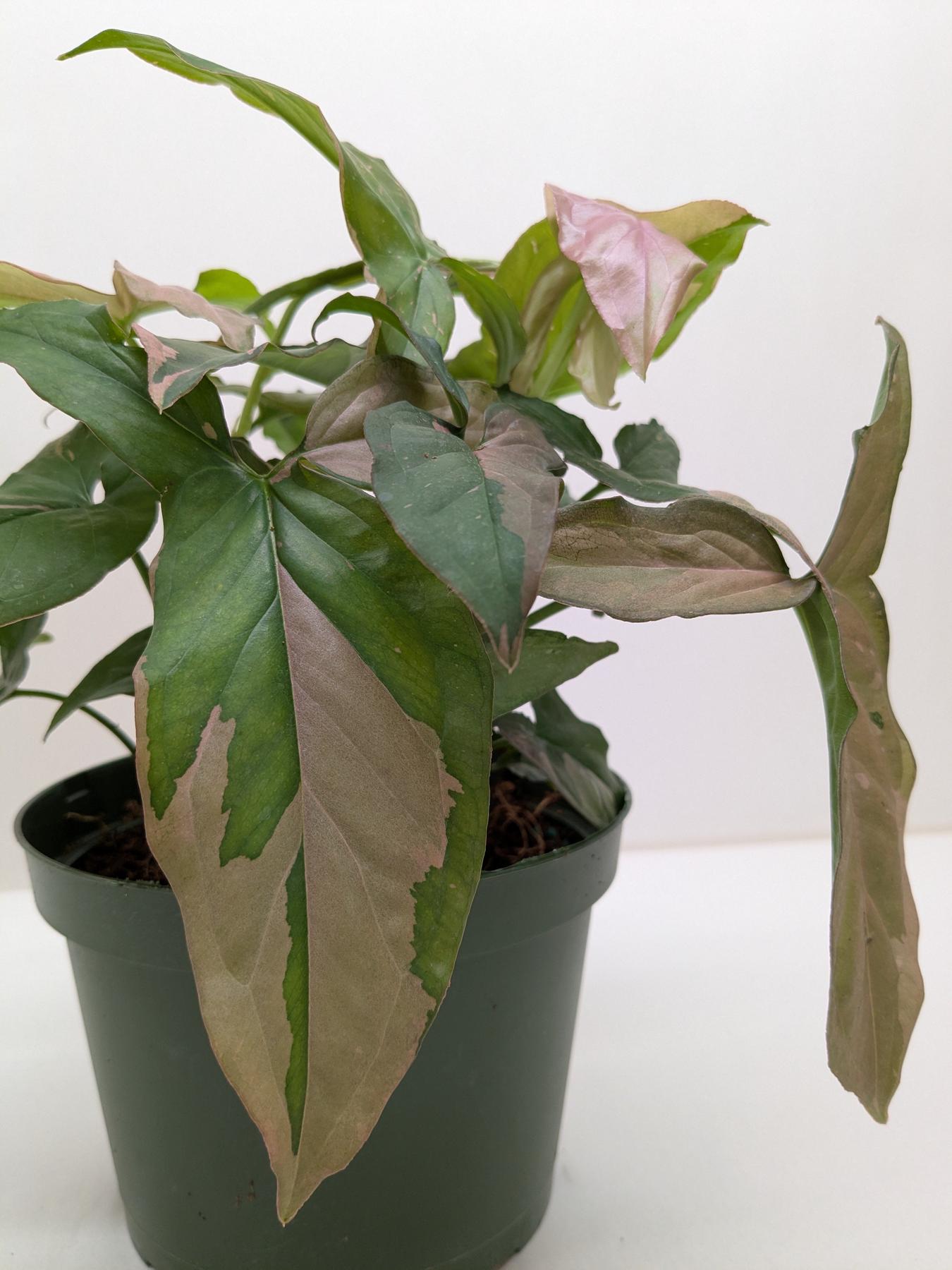 Syngonium 'Pink Splash' - 4" Pot-Indoor Plants-The Succulent Source