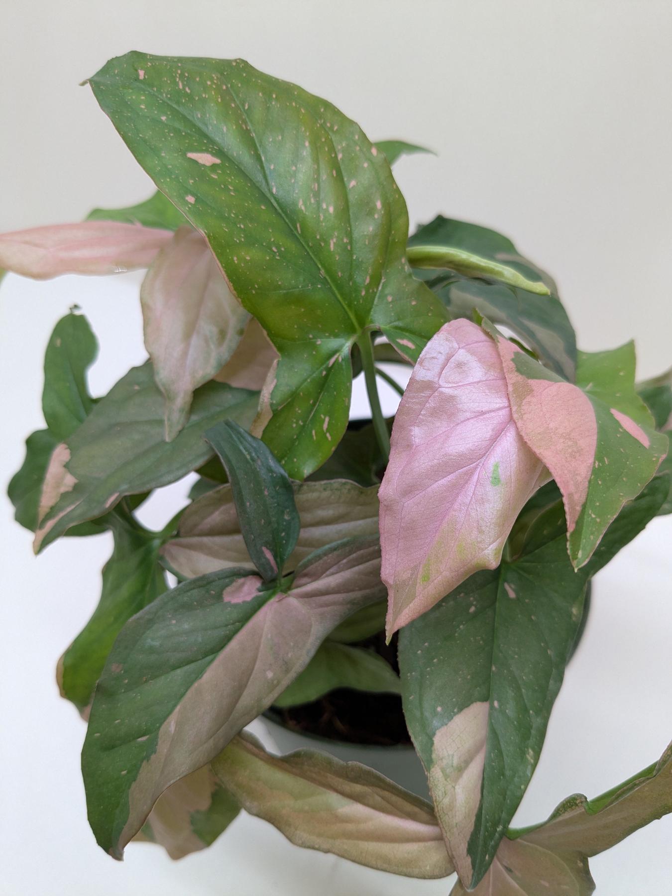 Syngonium 'Pink Splash' - 4" Pot-Indoor Plants-The Succulent Source