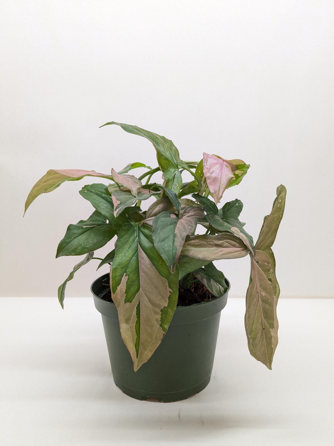 Syngonium 'Pink Splash' - 4" Pot-Indoor Plants-The Succulent Source