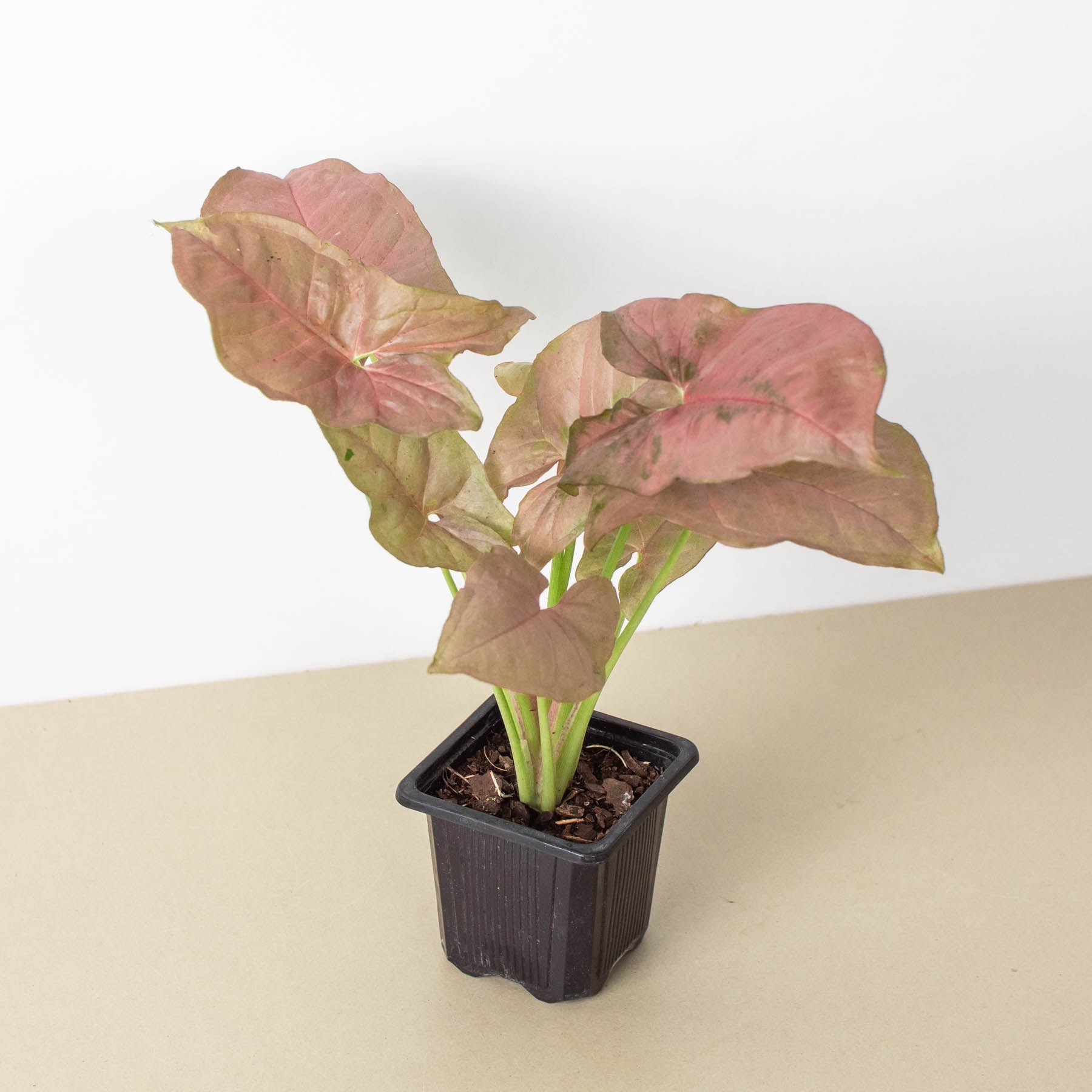 Syngonium 'Strawberry'-Indoor Plants-The Succulent Source