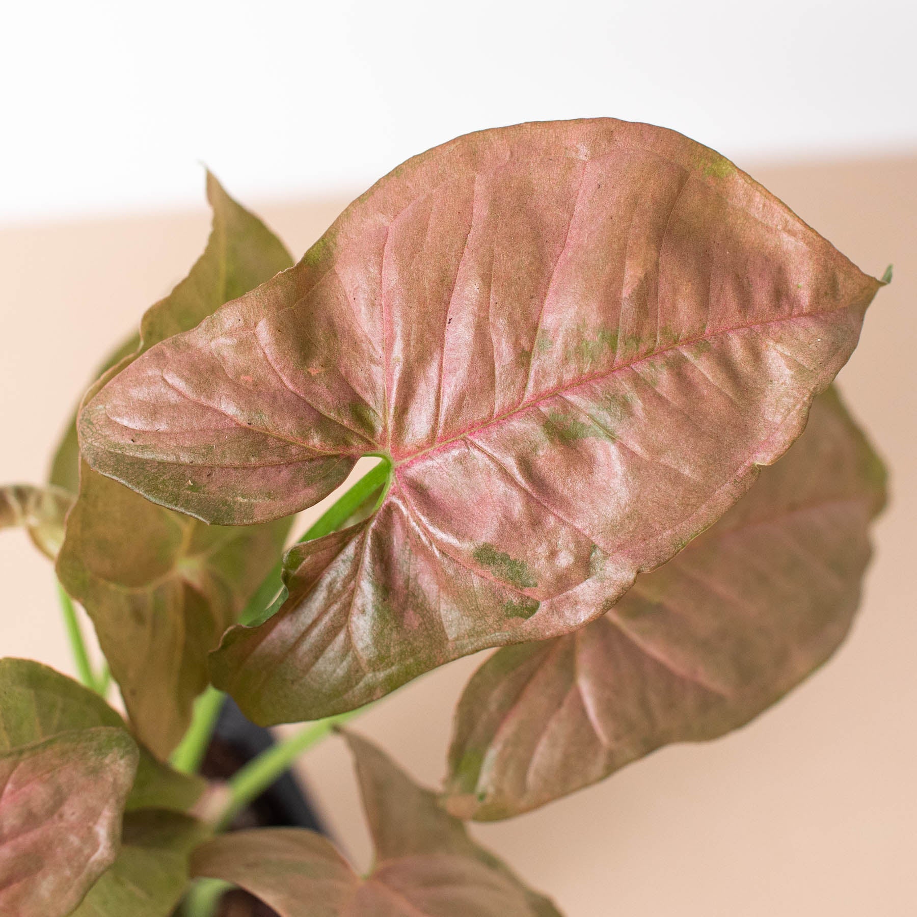 Syngonium 'Strawberry'-Indoor Plants-The Succulent Source