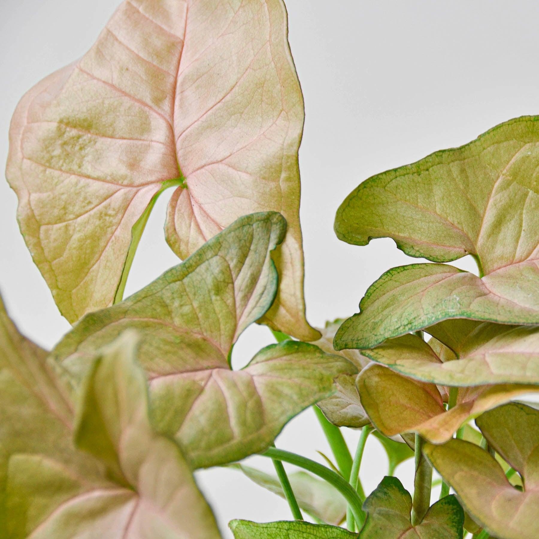 Syngonium 'Strawberry'-Indoor Plants-The Succulent Source