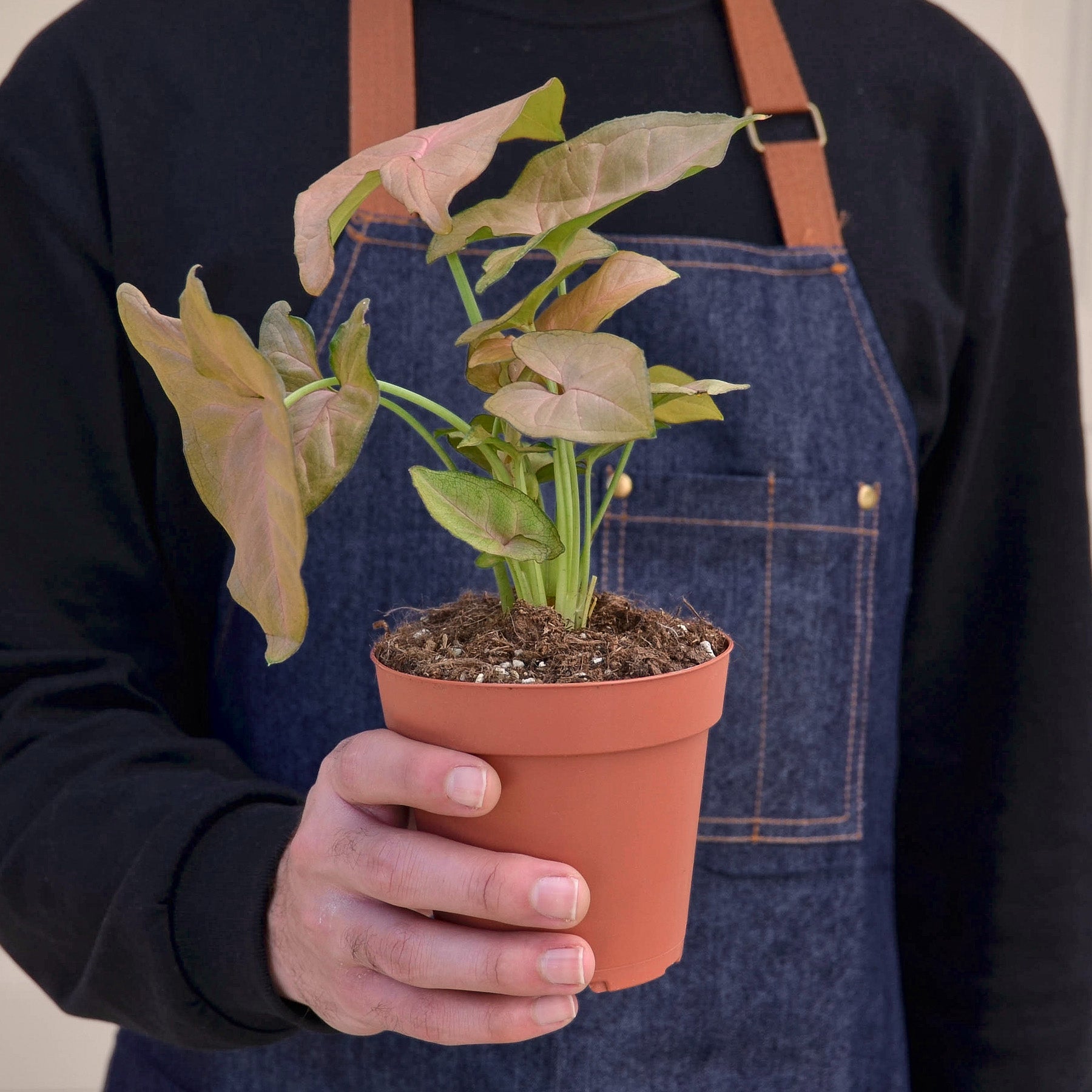 Syngonium 'Strawberry'-Indoor Plants-The Succulent Source