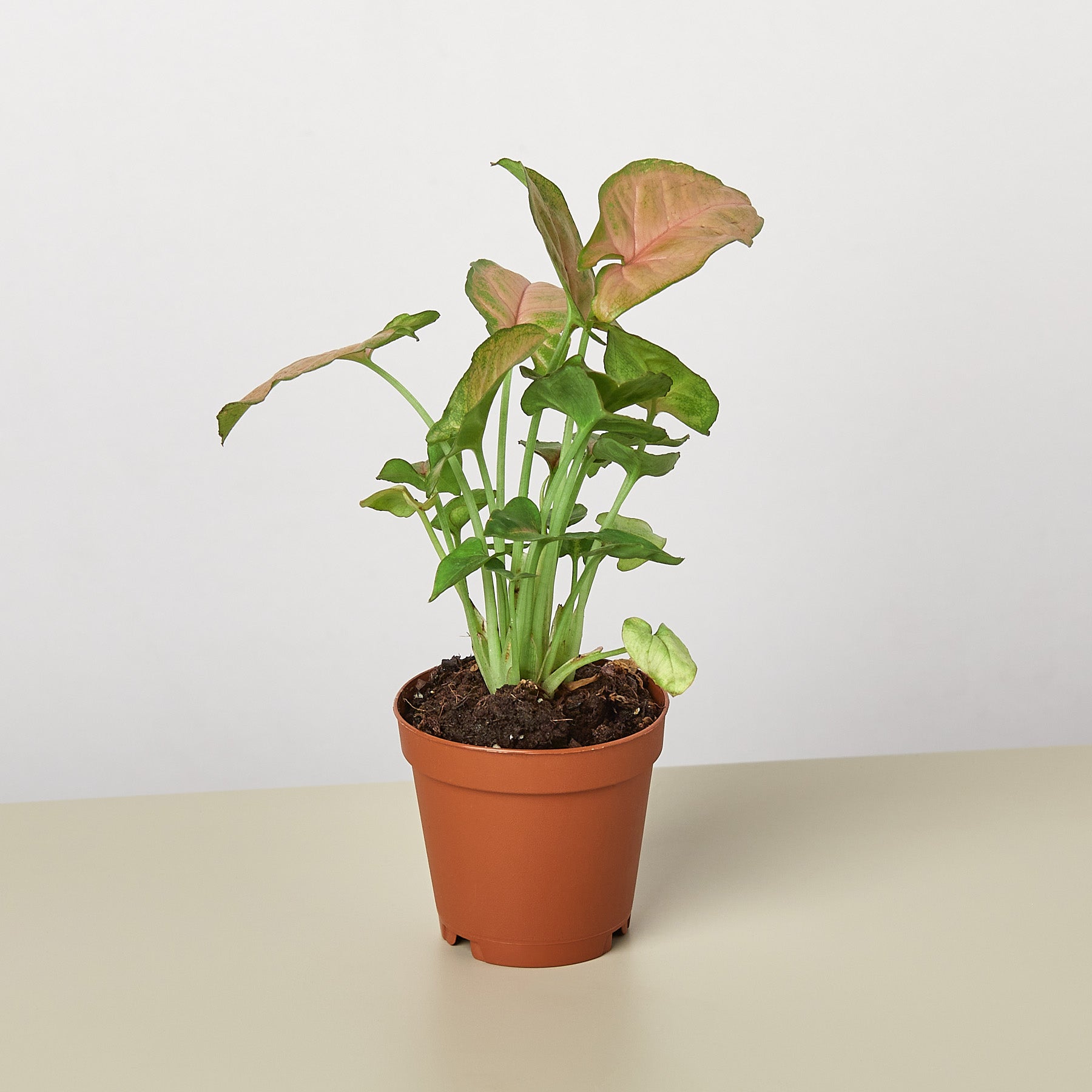 Syngonium 'Strawberry'-Indoor Plants-The Succulent Source
