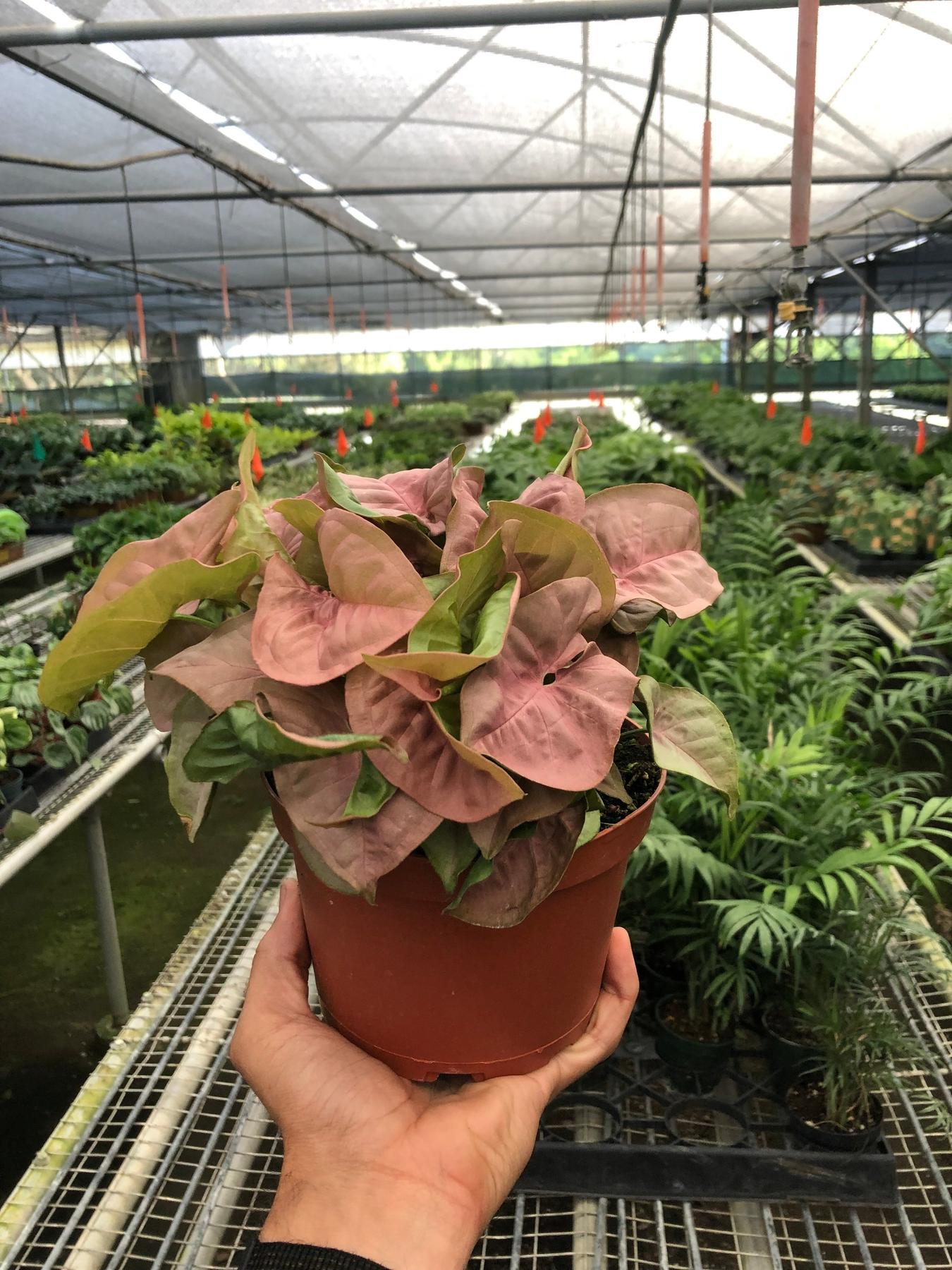 Syngonium 'Strawberry'-Indoor Plants-The Succulent Source