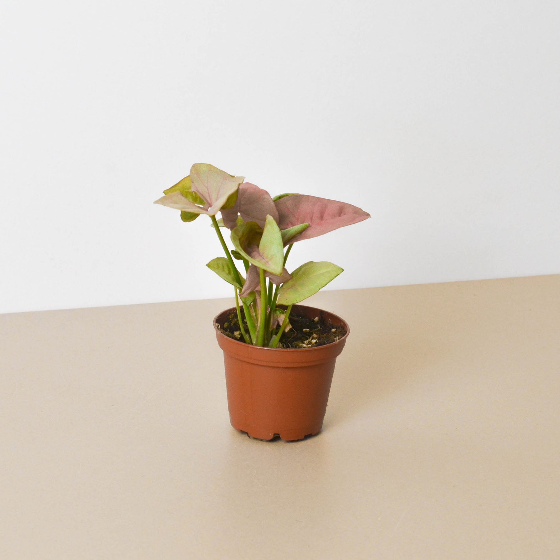 Syngonium 'Strawberry'-Indoor Plants-The Succulent Source