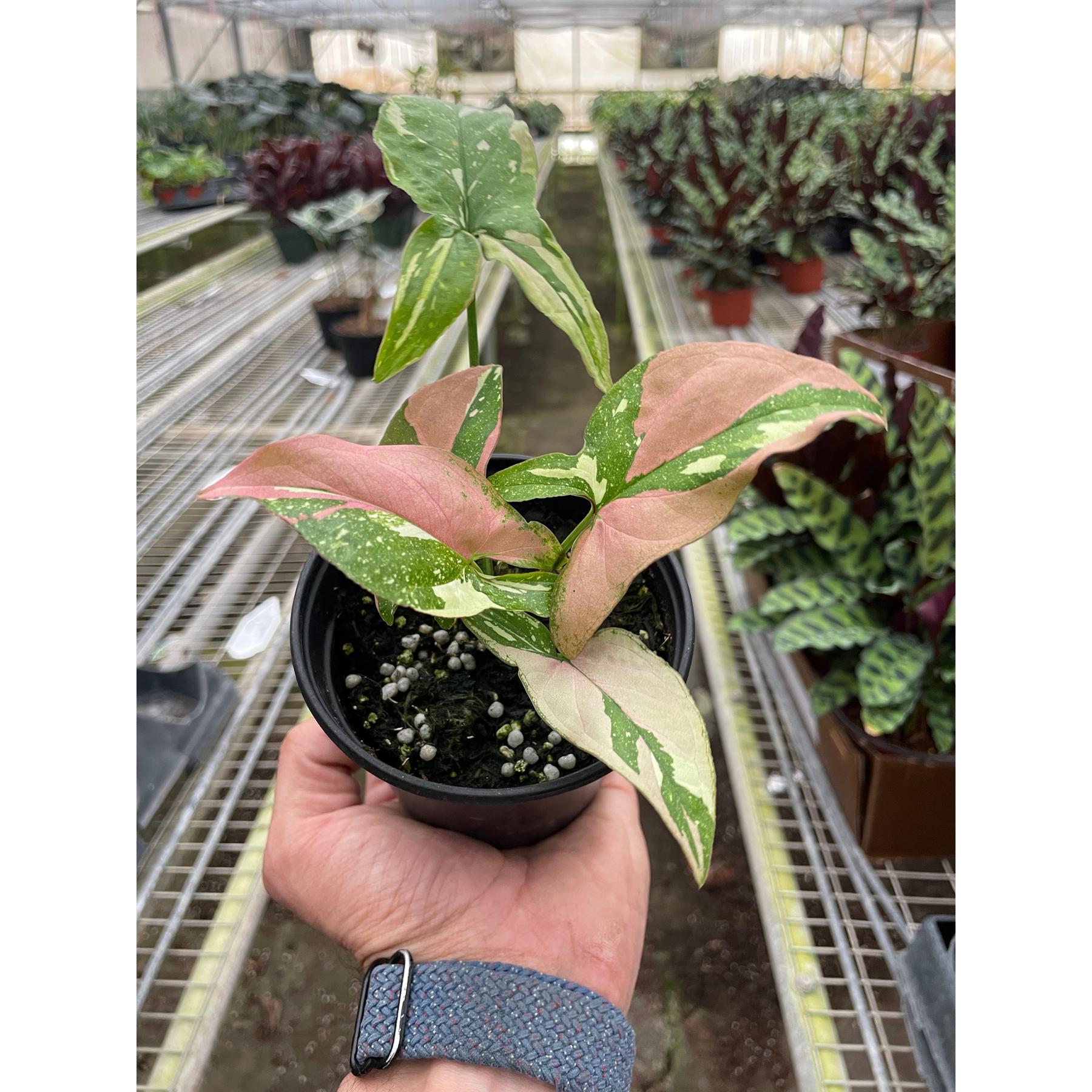 Syngonium 'Tricolor'-Indoor Plants-The Succulent Source