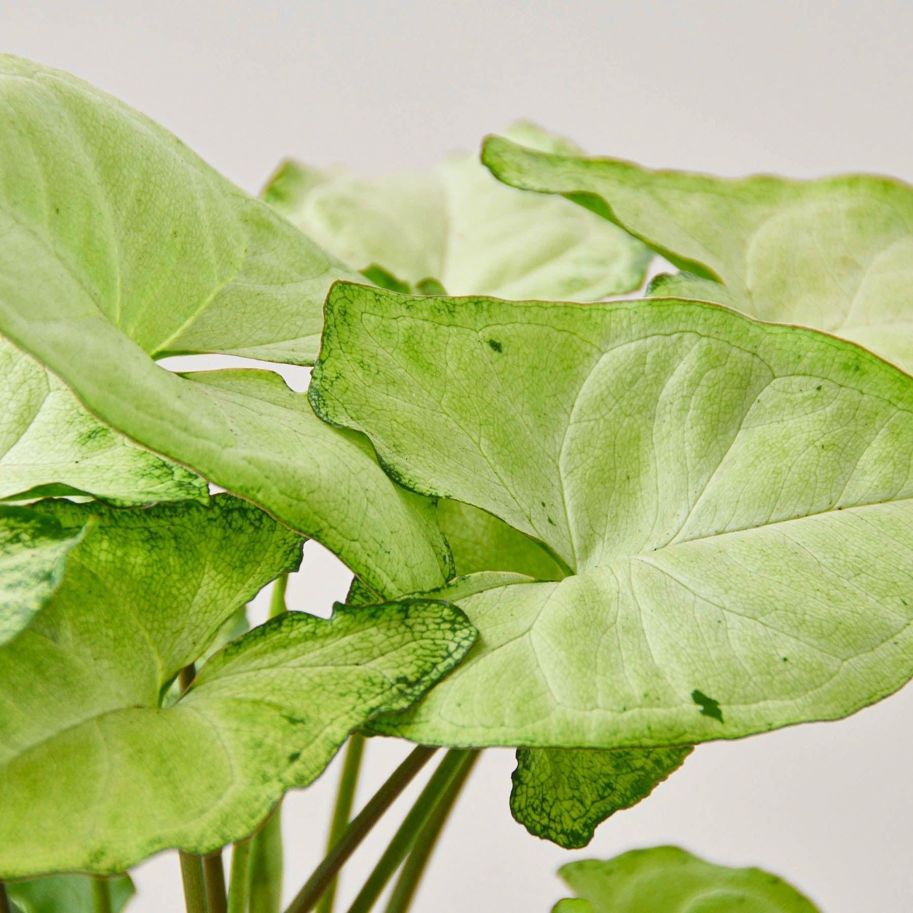 Syngonium 'White Butterfly'-Indoor Plants-The Succulent Source