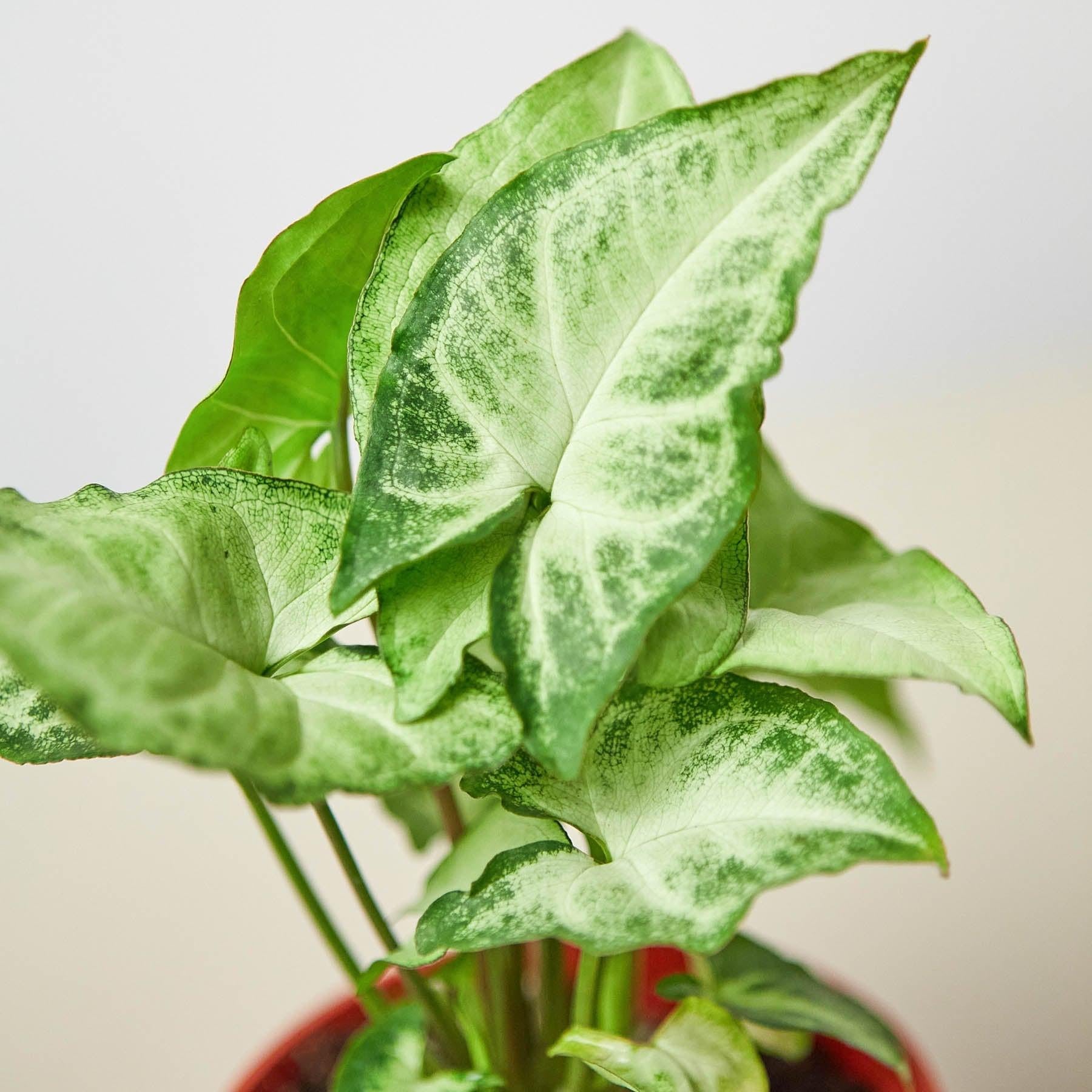 Syngonium 'White Butterfly'-Indoor Plants-The Succulent Source