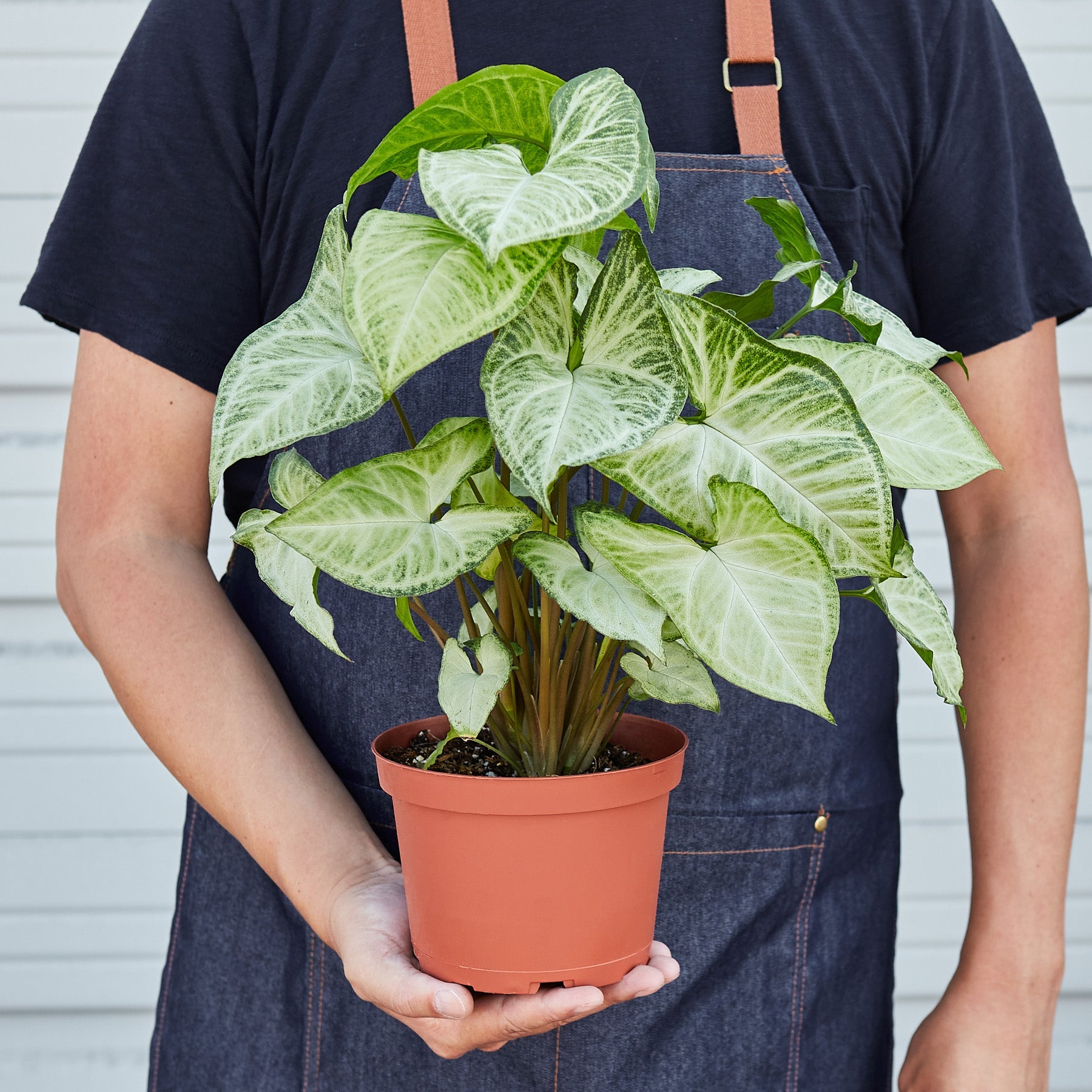 Syngonium 'White Butterfly'-Indoor Plants-The Succulent Source