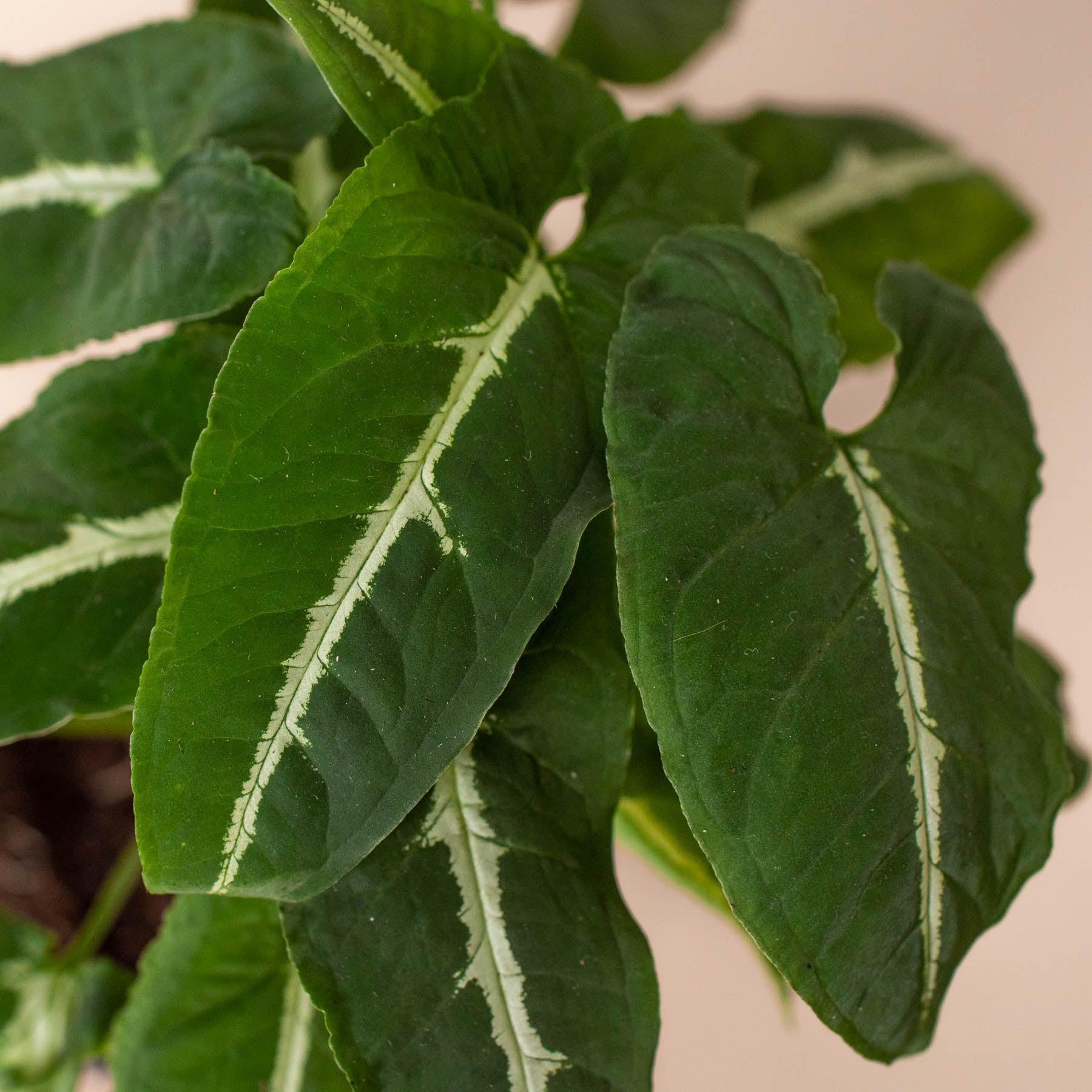 Syngonium wendlandii 'Black Velvet'-Indoor Plants-The Succulent Source