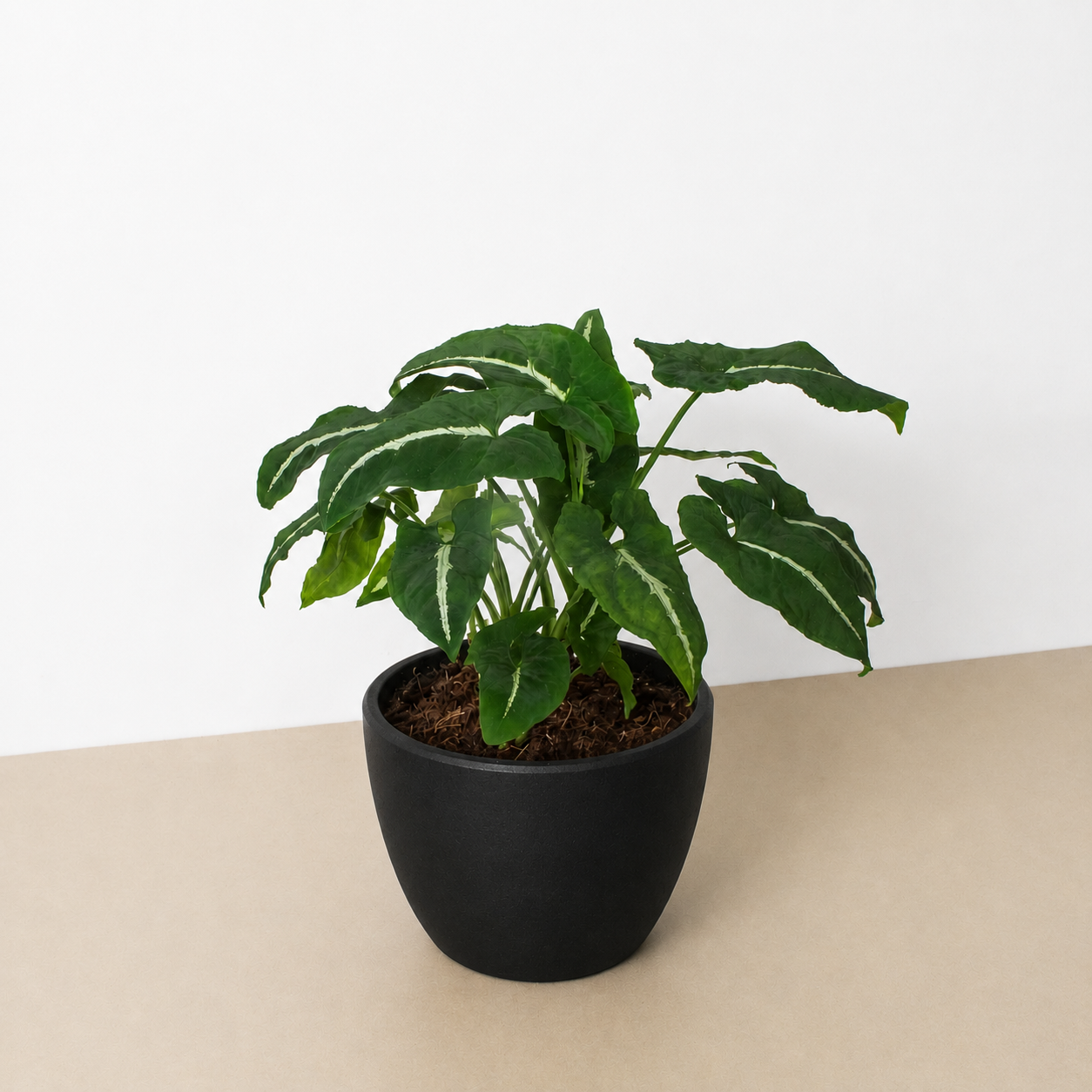 Syngonium wendlandii 'Black Velvet'-Indoor Plants-The Succulent Source