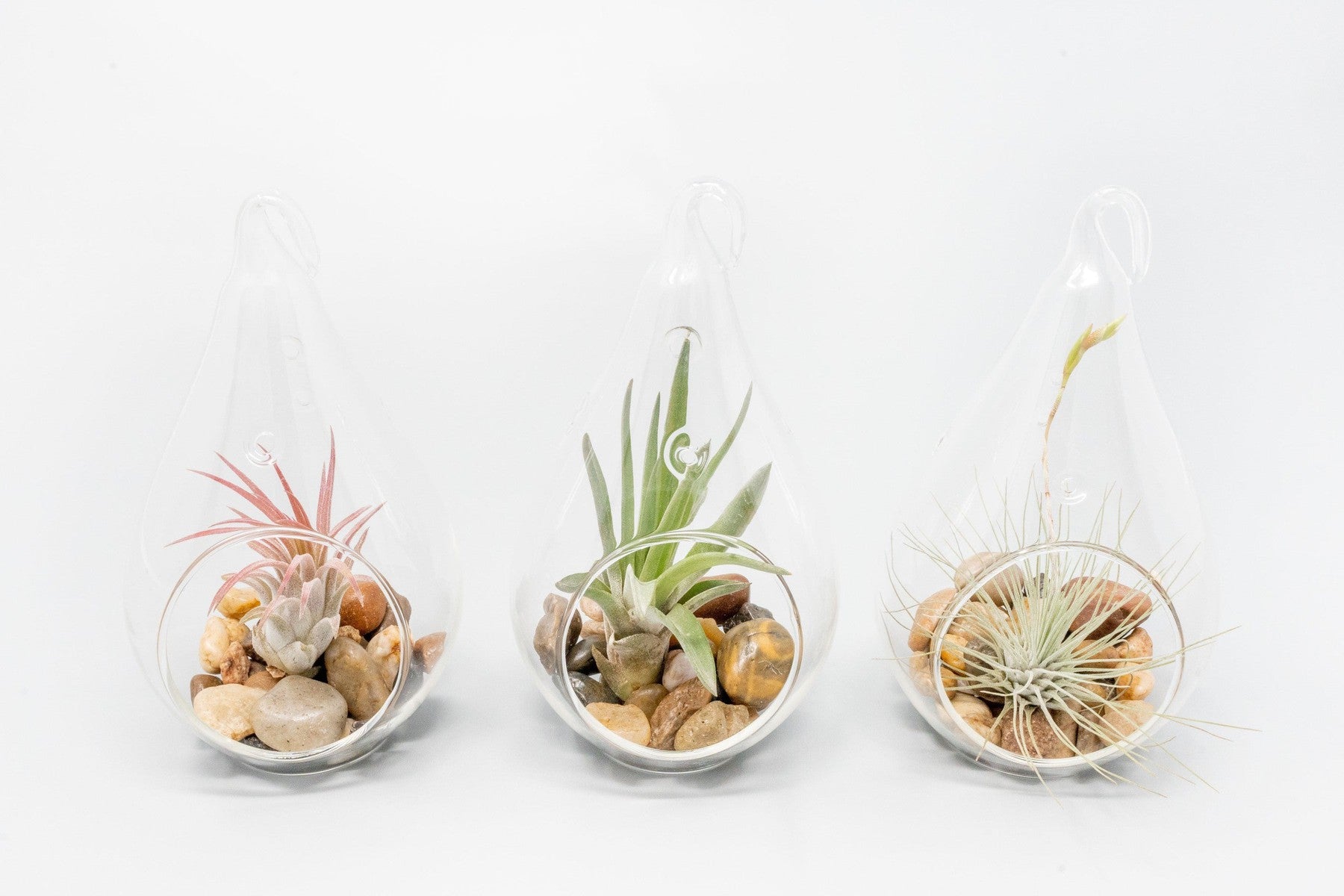 Teardrop Glass Terrariums-gift-The Succulent Source