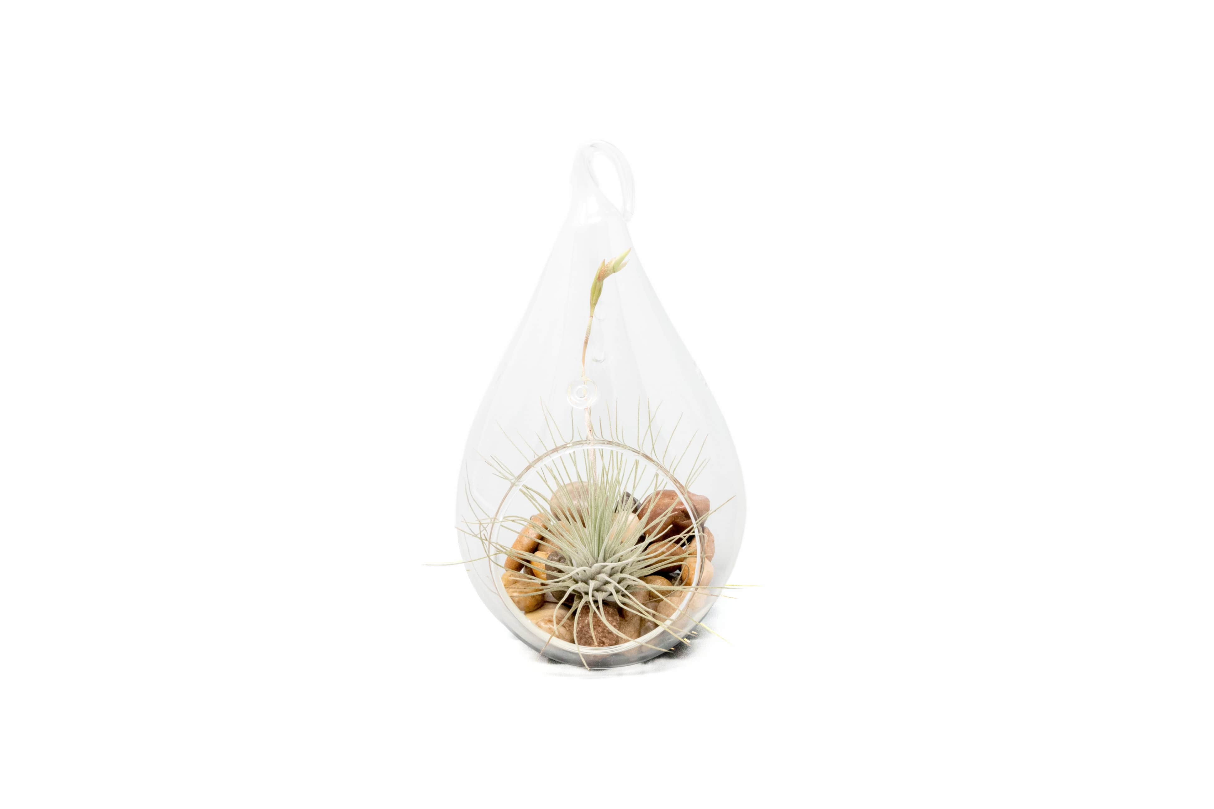 Teardrop Terrarium with Tillandsia Argentea Thin & Riverstones-terrarium-The Succulent Source