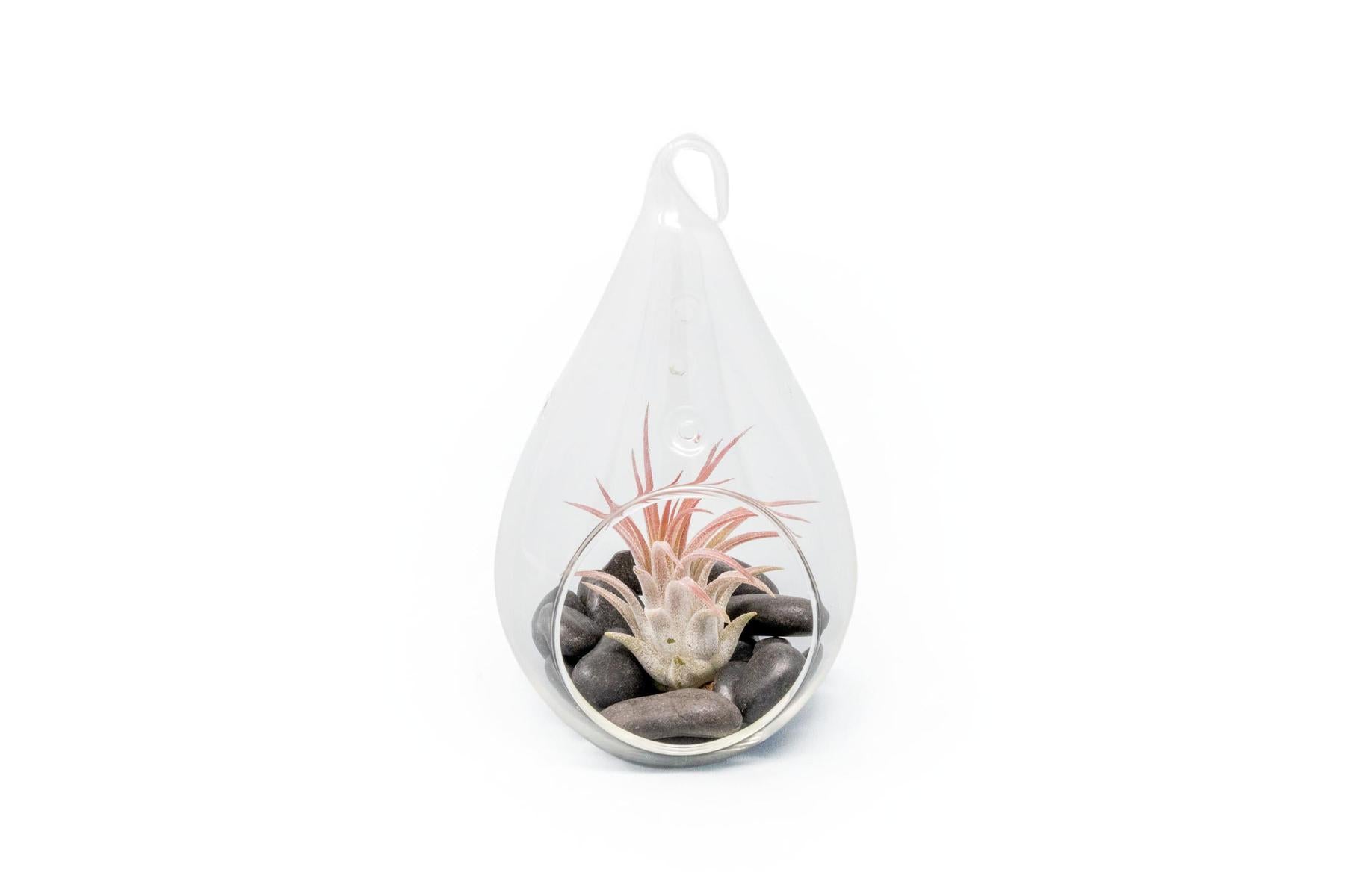 Teardrop Terrarium with Tillandsia Ionantha Fuego & Black Stones-terrarium-The Succulent Source