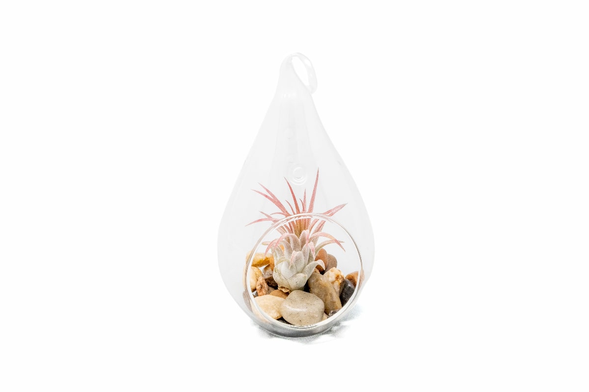 Teardrop Terrarium with Tillandsia Ionantha Guatemala & Riverstones-terrarium-The Succulent Source