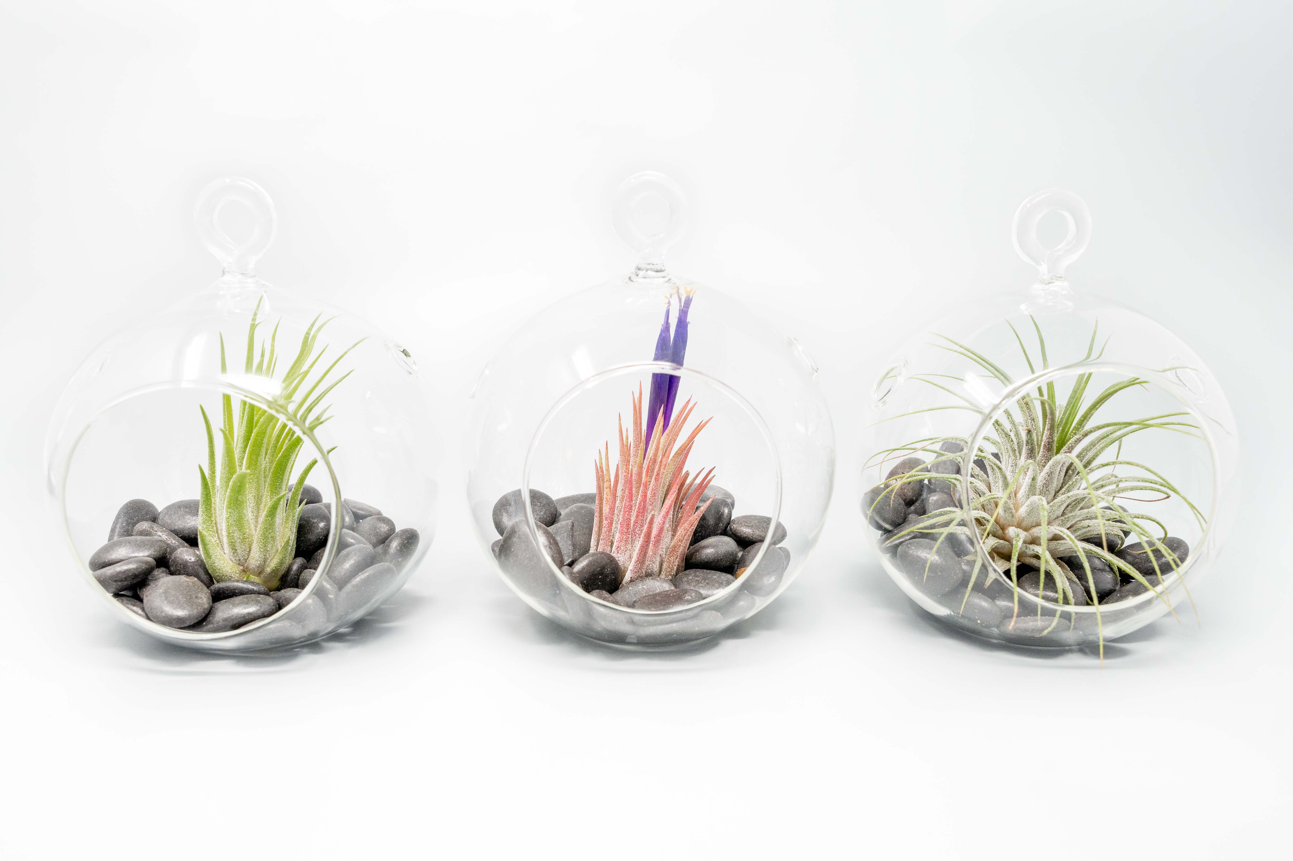 Terrarium Globe with Flat Bottom, Air Plant & Black Stones-terrarium-The Succulent Source