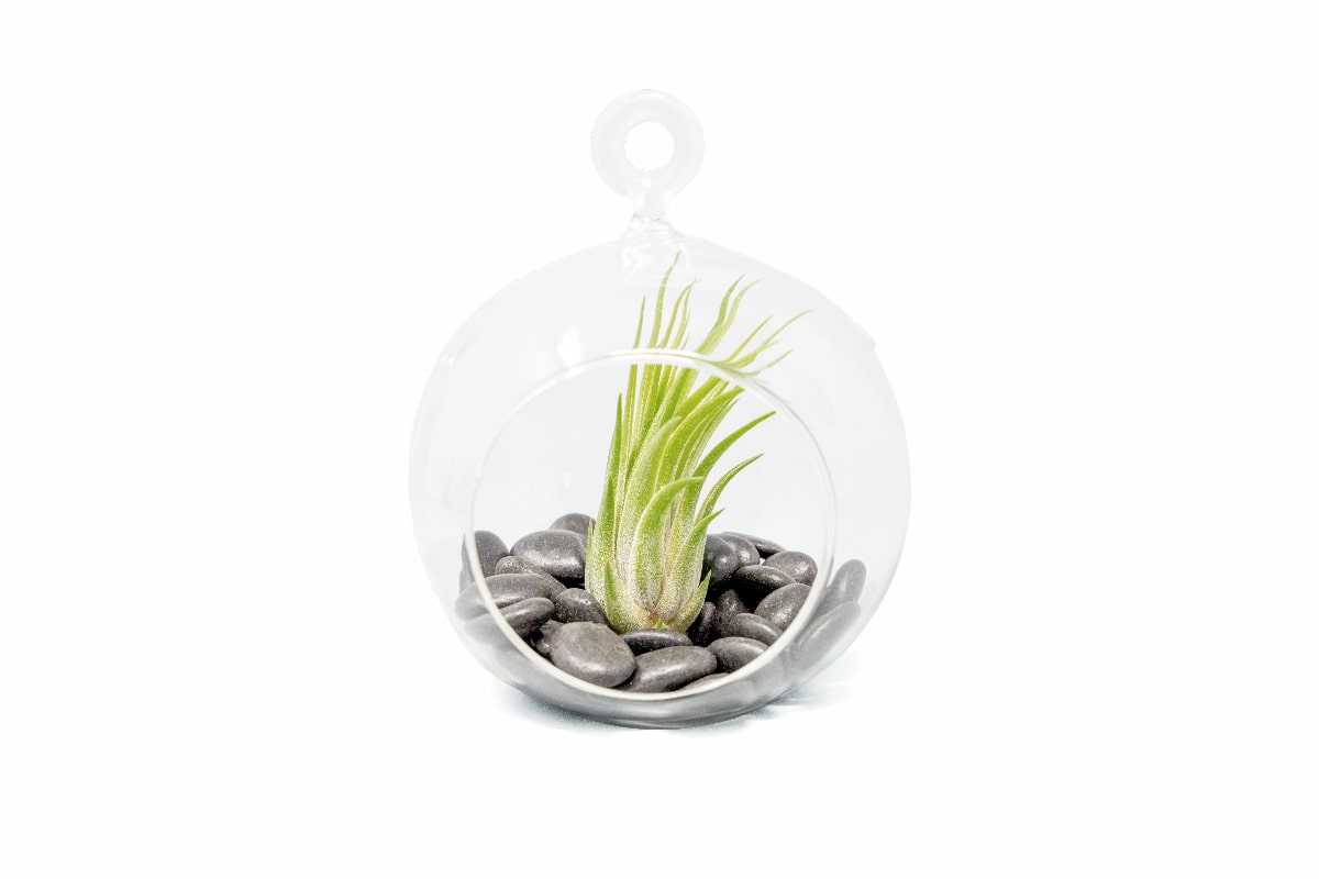 Terrarium Globe with Flat Bottom, Air Plant & Black Stones-terrarium-The Succulent Source