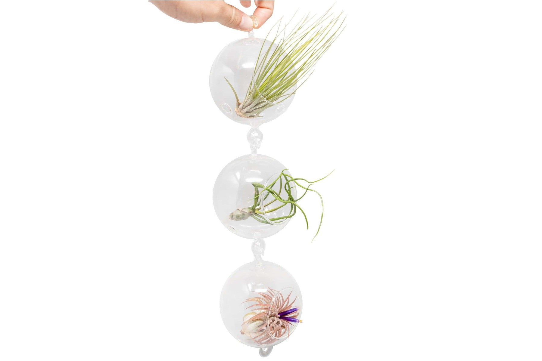 Terrarium Trio with Double Hooks and Tillandsia Juncea, Bulbosa, & Ionantha Air Plants-terrarium-The Succulent Source