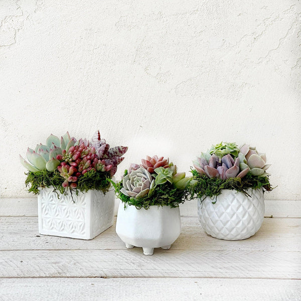 fancy succulent pots Succulent Arrangement