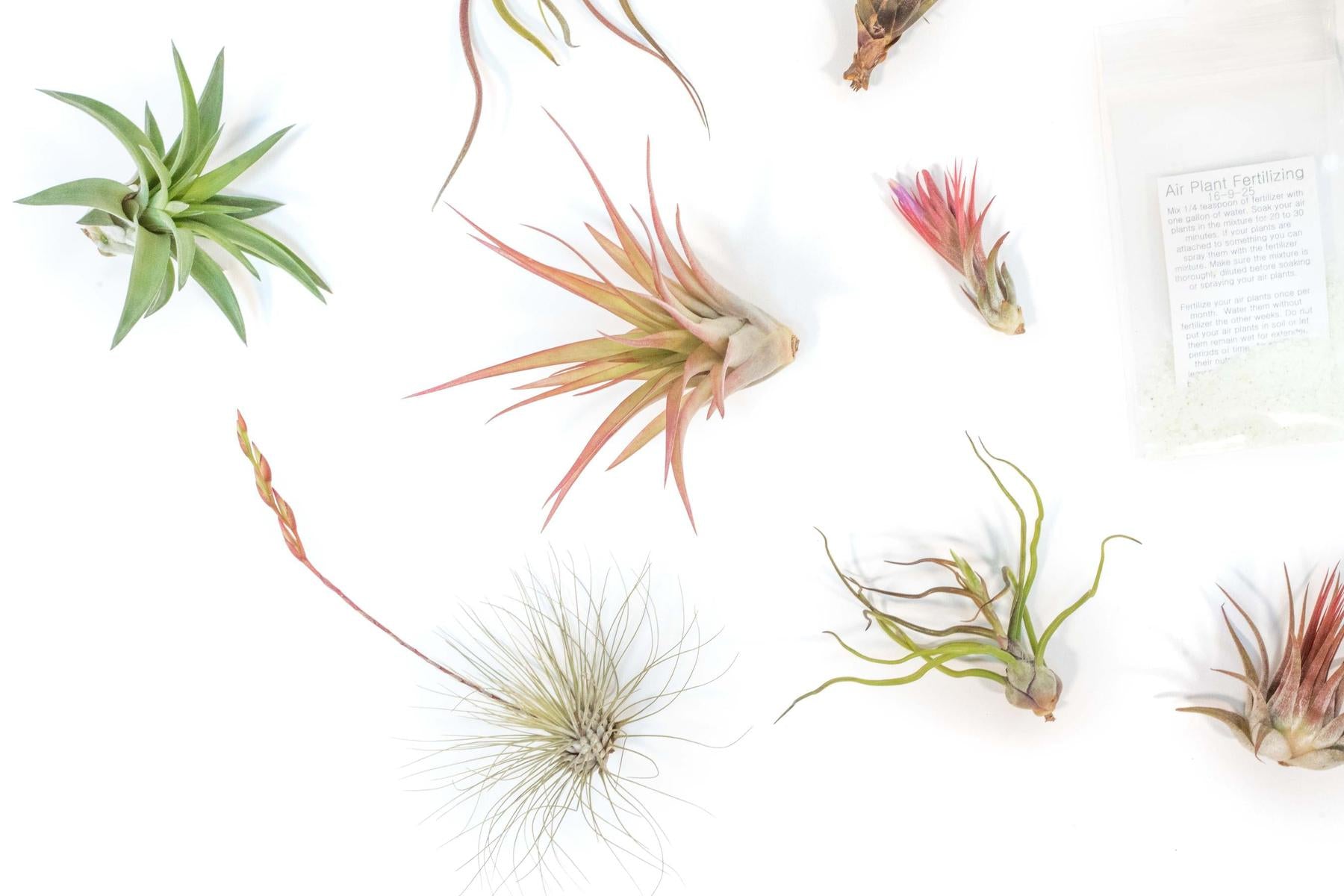 Tillandsia Air Plant Grab Bag of 10 Small & Medium Plants, Fertilizer & Air Plant Mister-airplant-The Succulent Source