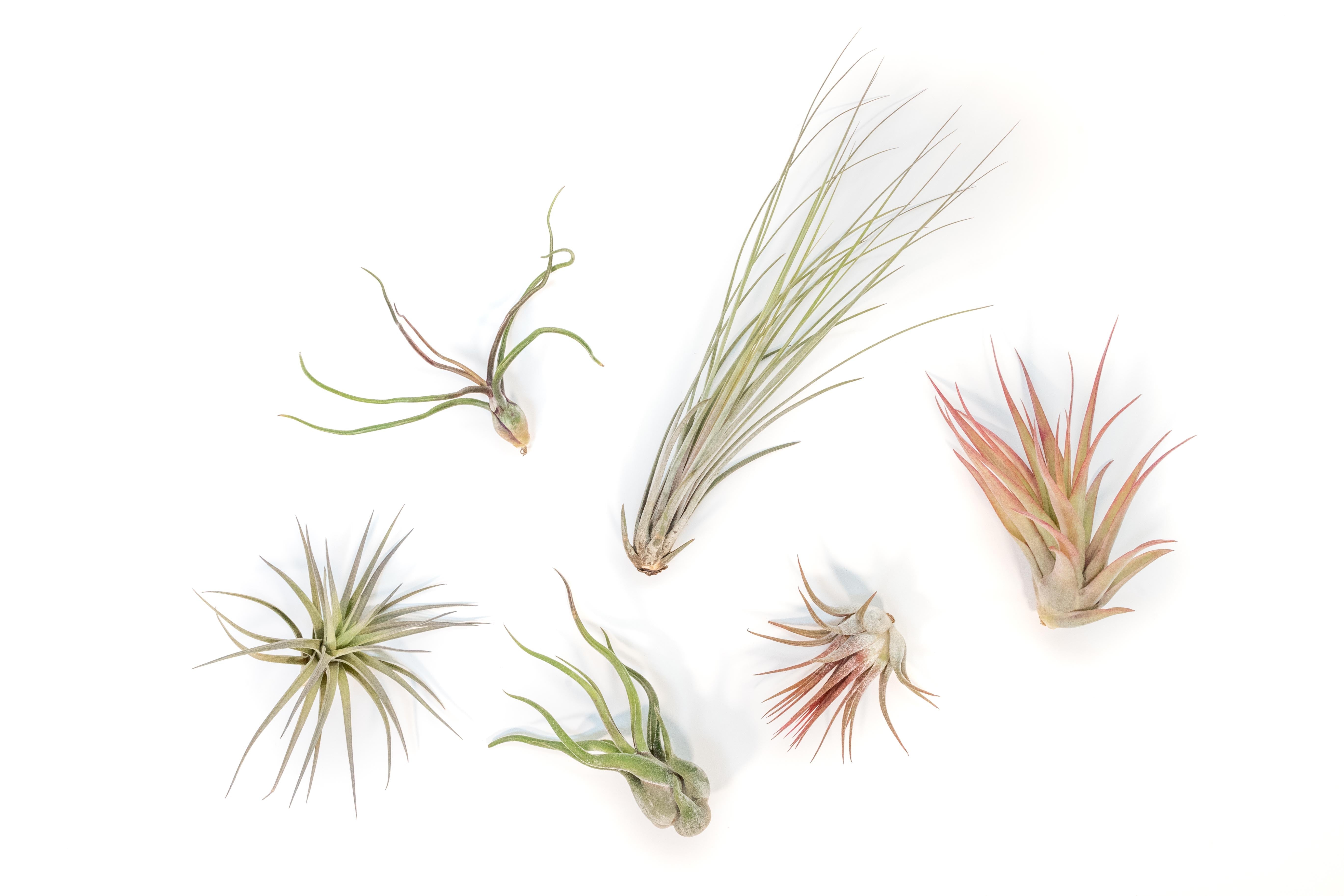 Tillandsia Air Plant Grab Bag of 6 Plants + 1 Year Air Plant Fertilizer Pack-airplant-The Succulent Source